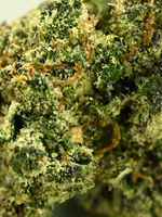 Pluto Indoor THCA Flower Living Soil August Cannabis Club Indica 