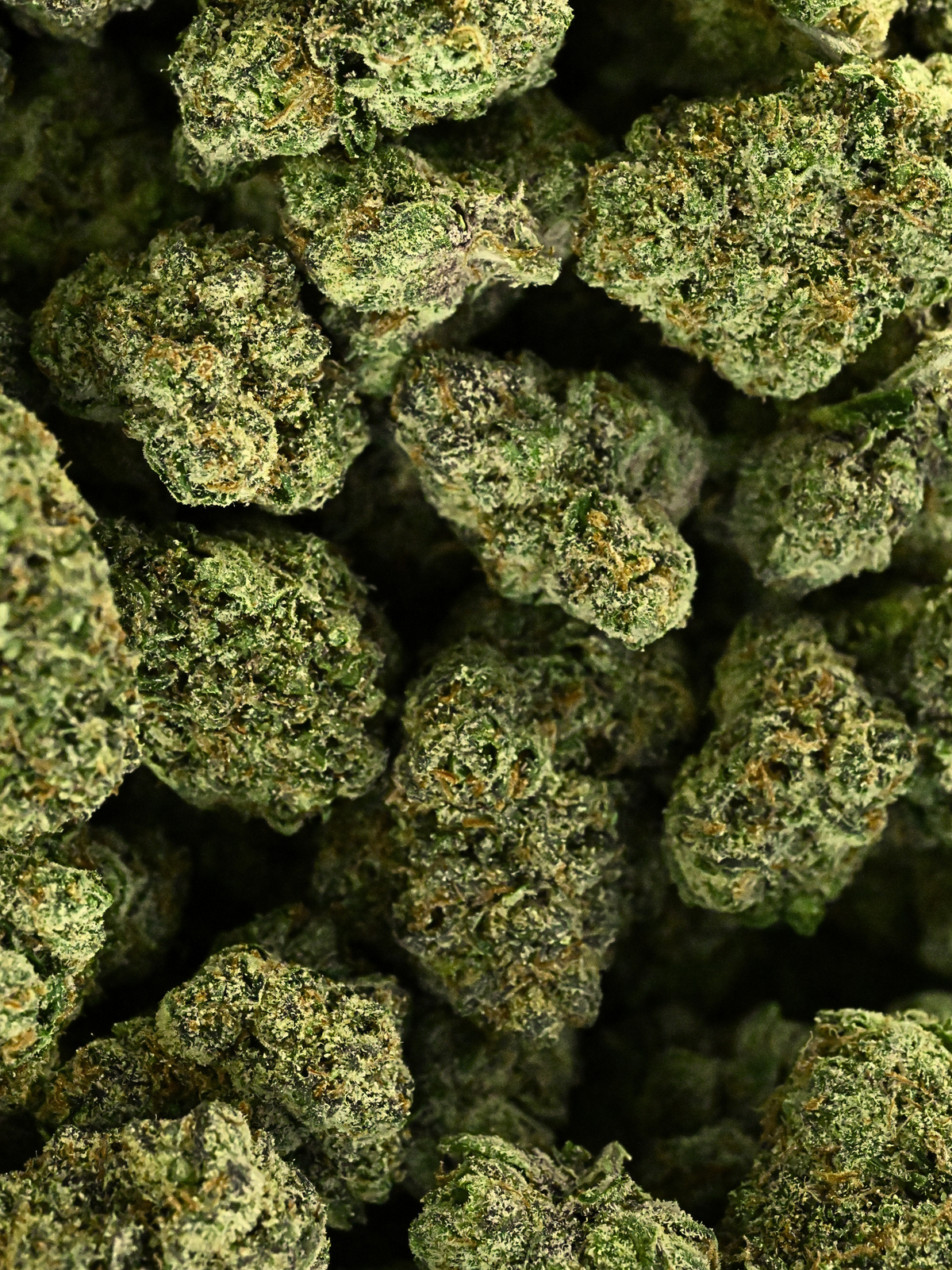 Pluto Indoor THCA Flower Living Soil August Cannabis Club Indica 