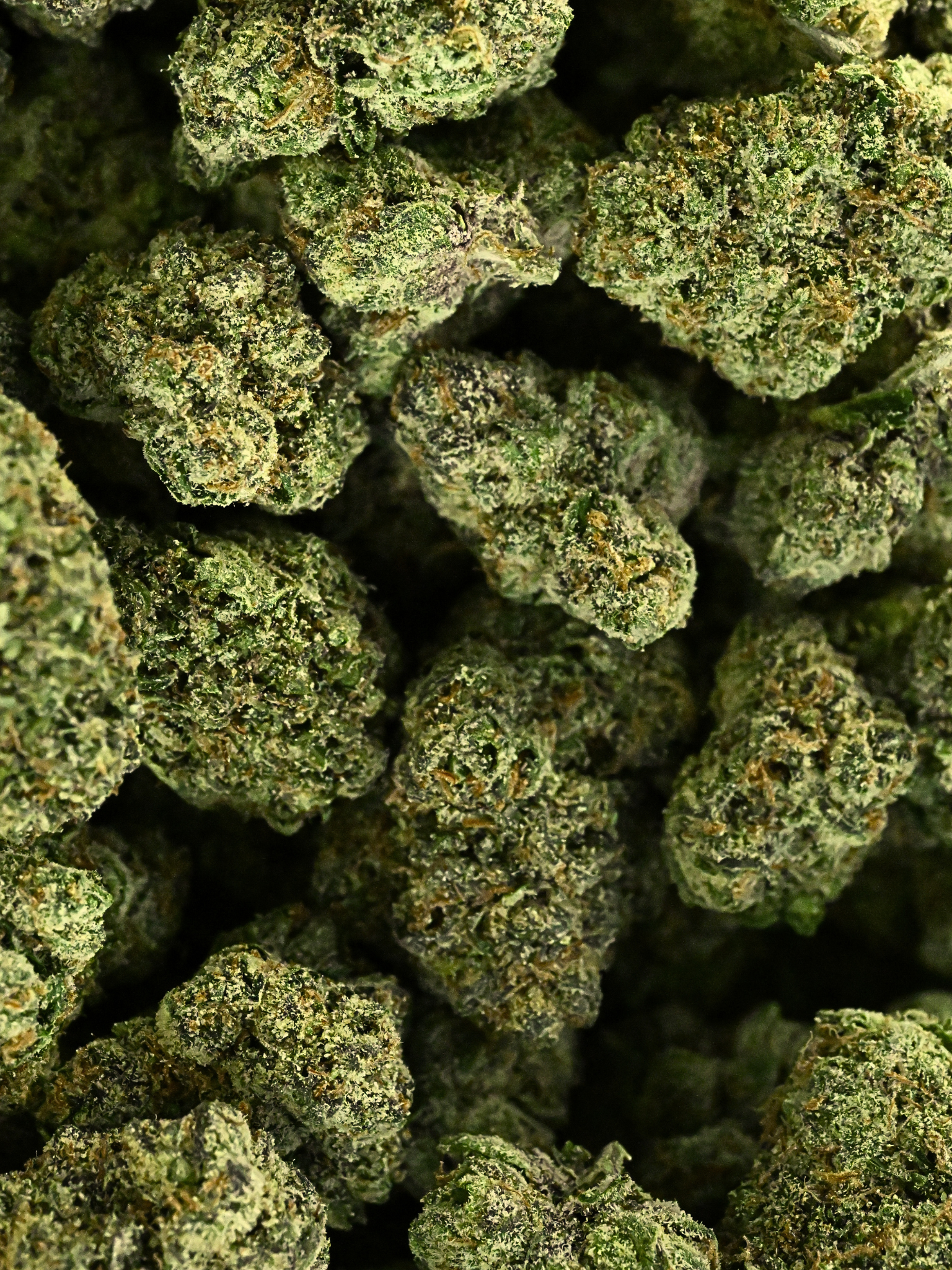 Pluto Indoor THCA Flower Living Soil August Cannabis Club Indica 