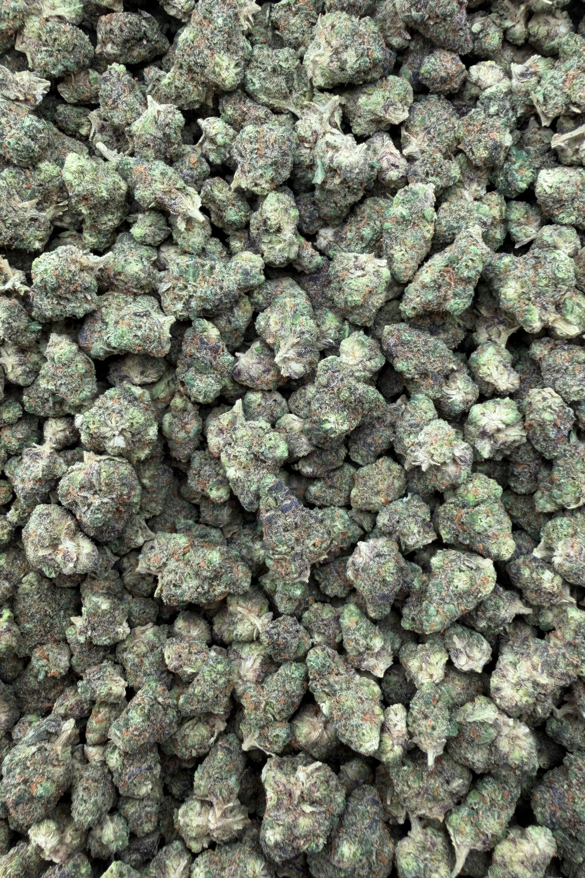 Purple Haze Indoor Living Soil Exotic Smalls August Cannabis Club
