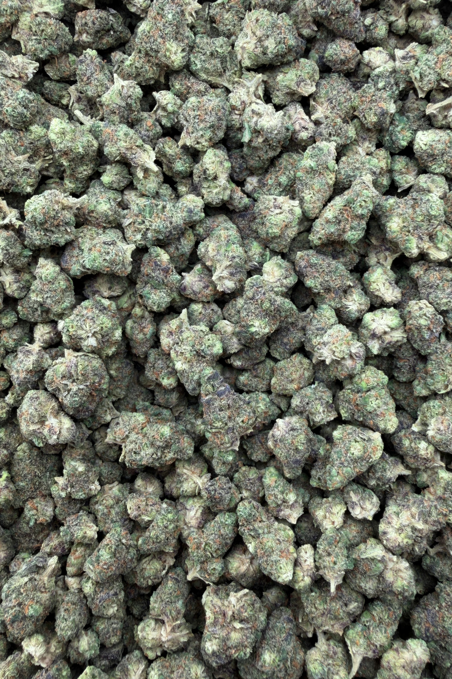 Purple Haze Indoor Living Soil Exotic Smalls August Cannabis Club