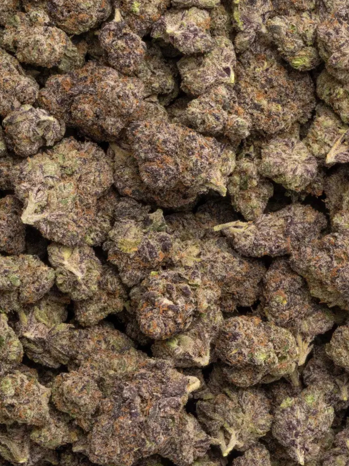 Purple Lamborghini THCA Strain August Cannabis Club