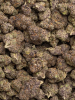 Purple Lamborghini THCA Strain August Cannabis Club