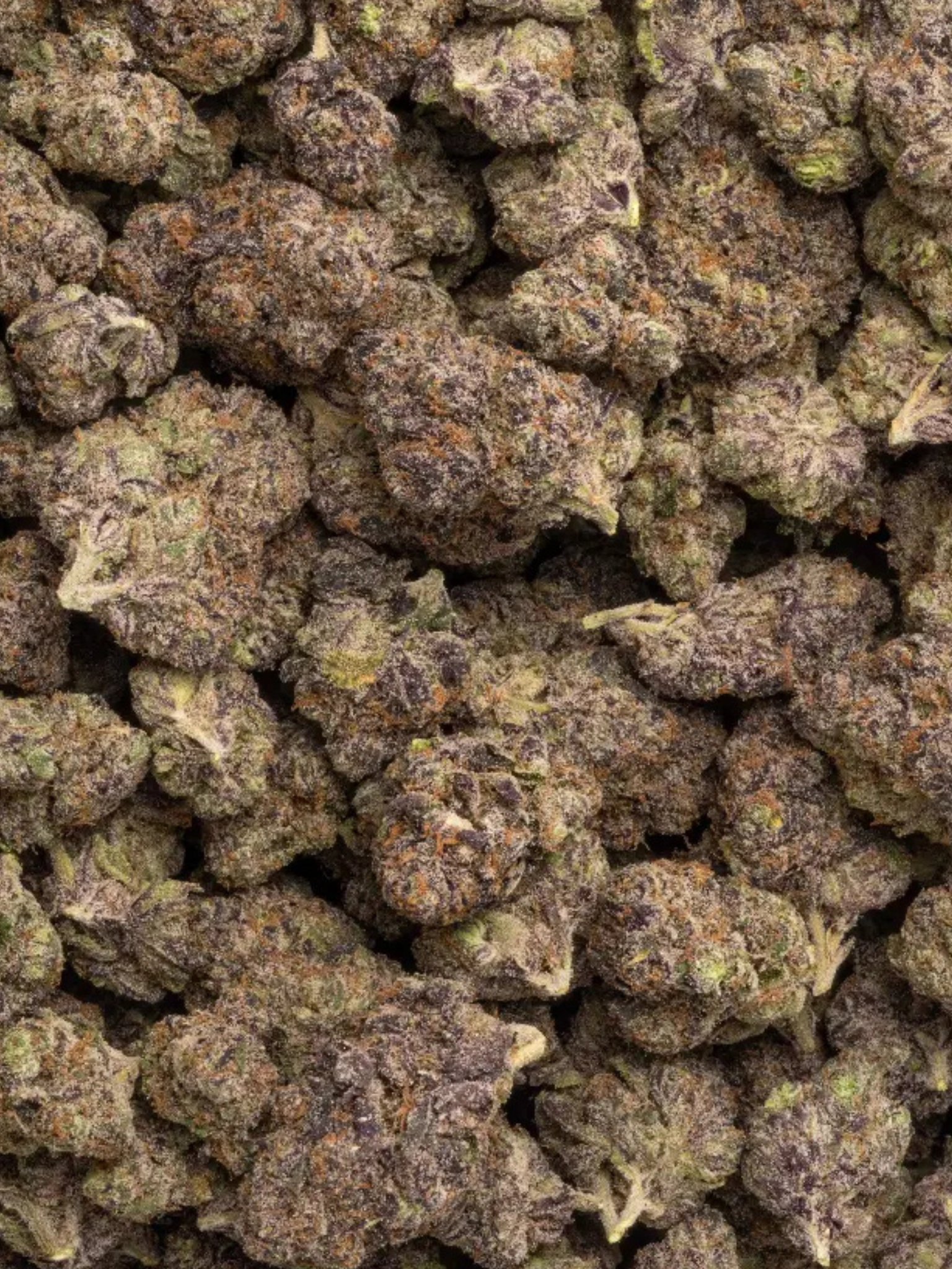 Purple Lamborghini THCA Strain August Cannabis Club