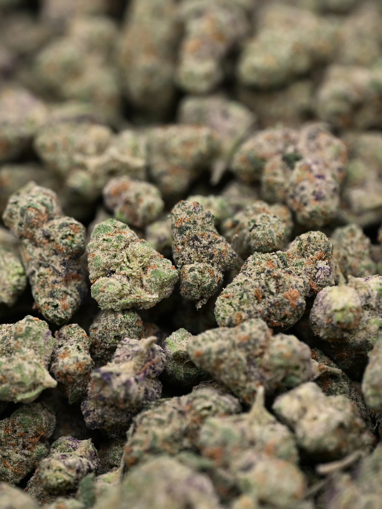 Raspberry Gas Exotic Smalls August Cannabis Club THCA Flower
