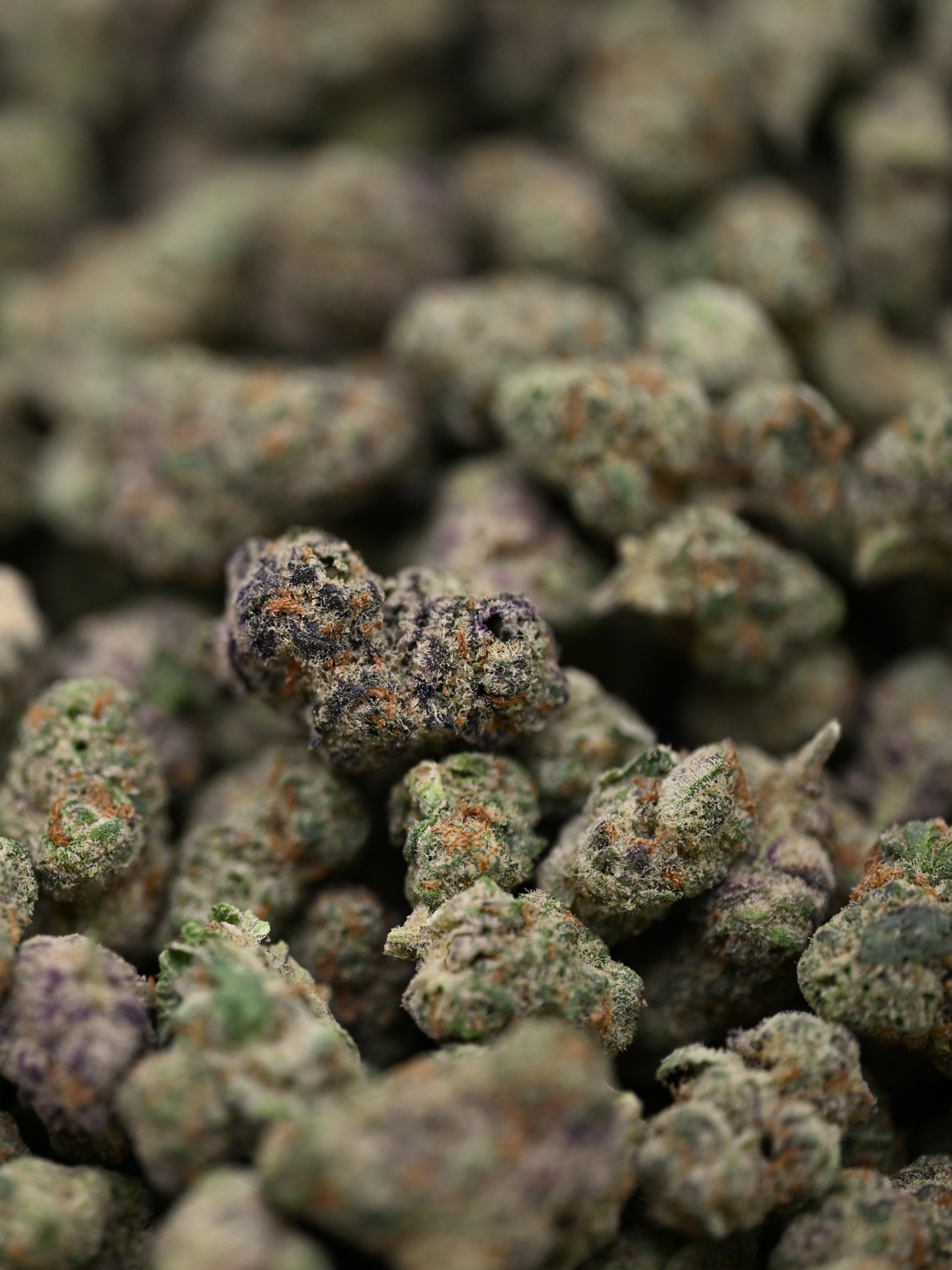 Raspberry Gas Exotic Smalls August Cannabis Club THCA Flower