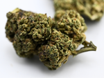 Secret Cookies THCA Flower Greenhouse Hybrid