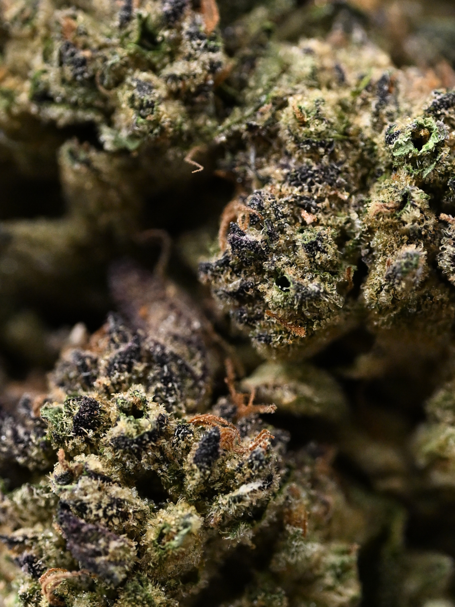 Secret Cookies THCA Flower Greenhouse Hybrid August Cannabis Club