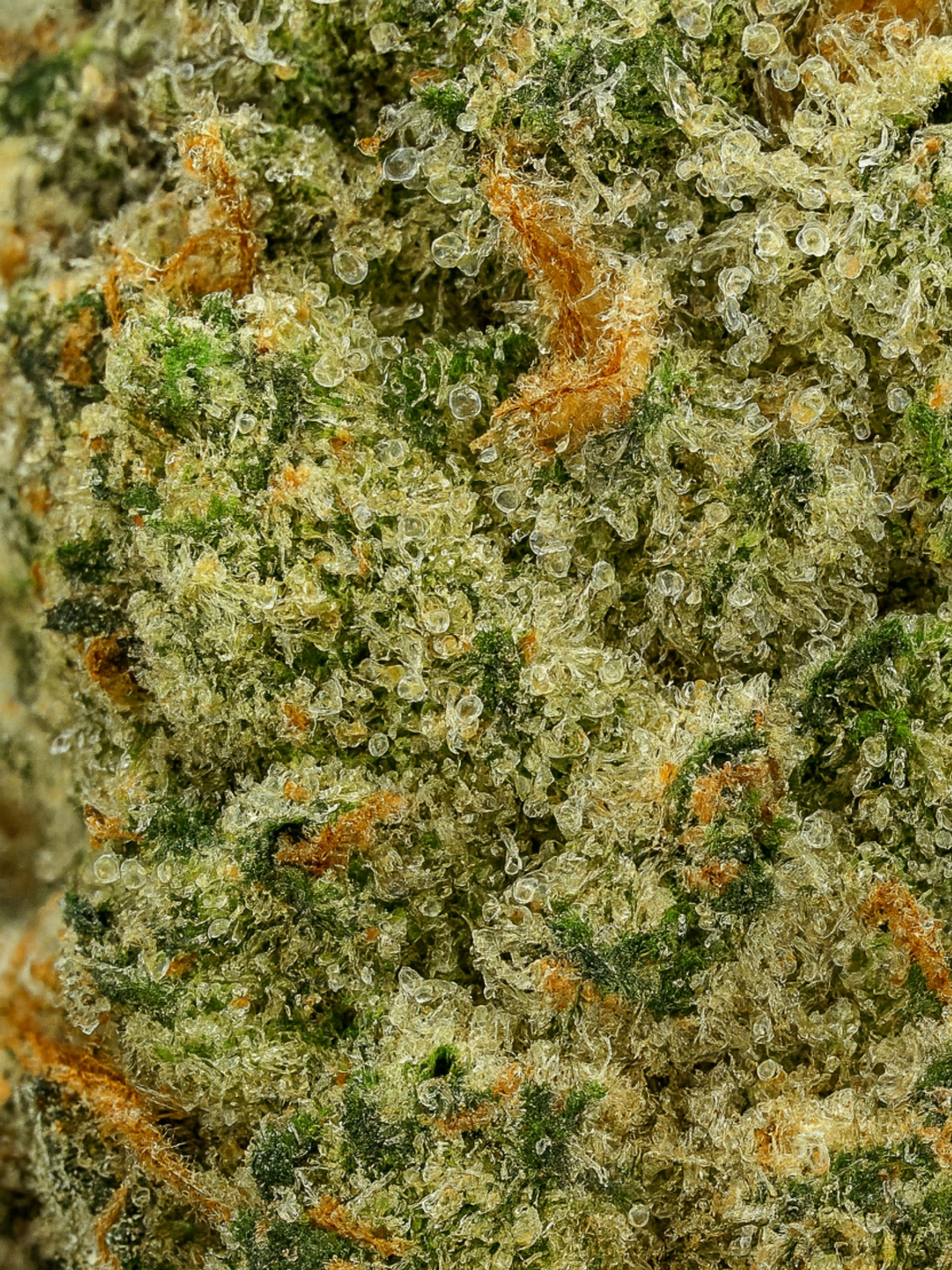 Sex Panther OG THCA August Cannabis Club