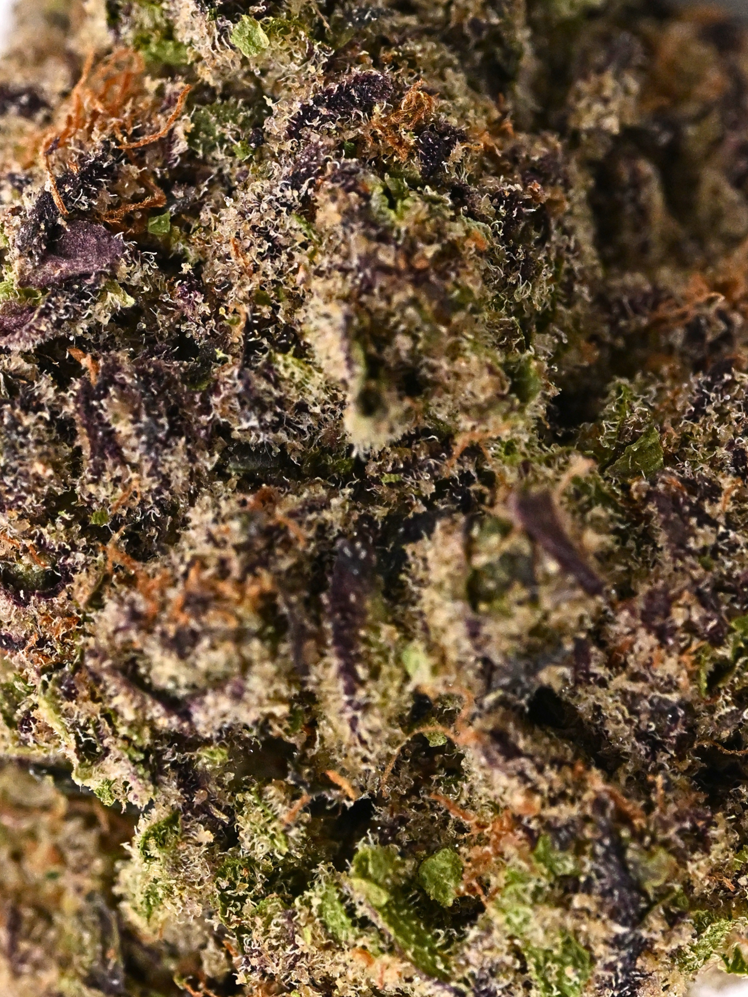 Sheesh Indoor Living Soil THCa Flower August Cannabis Club