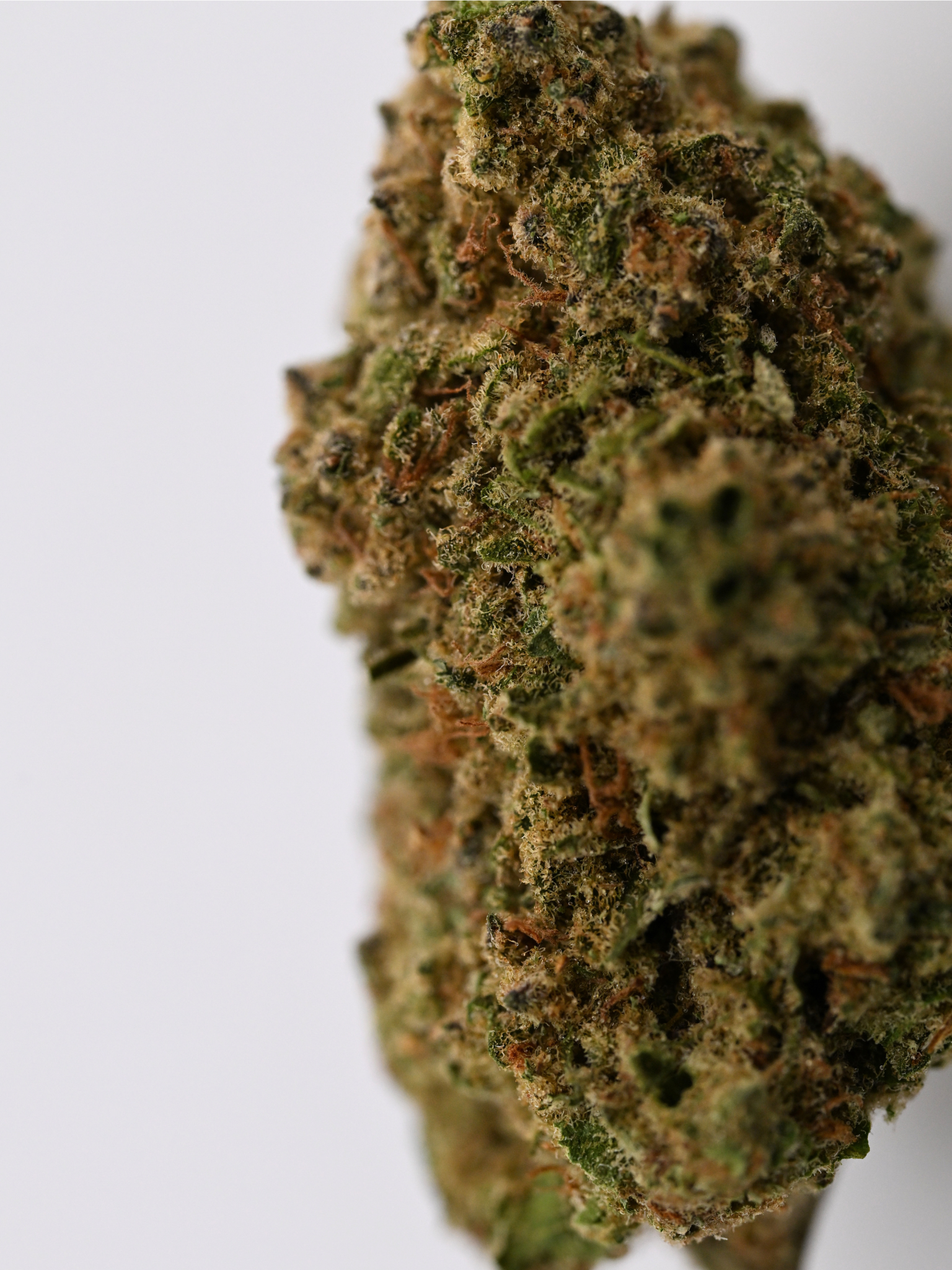 Sherbanger Greenhouse August Cannabis Club THCA Flower