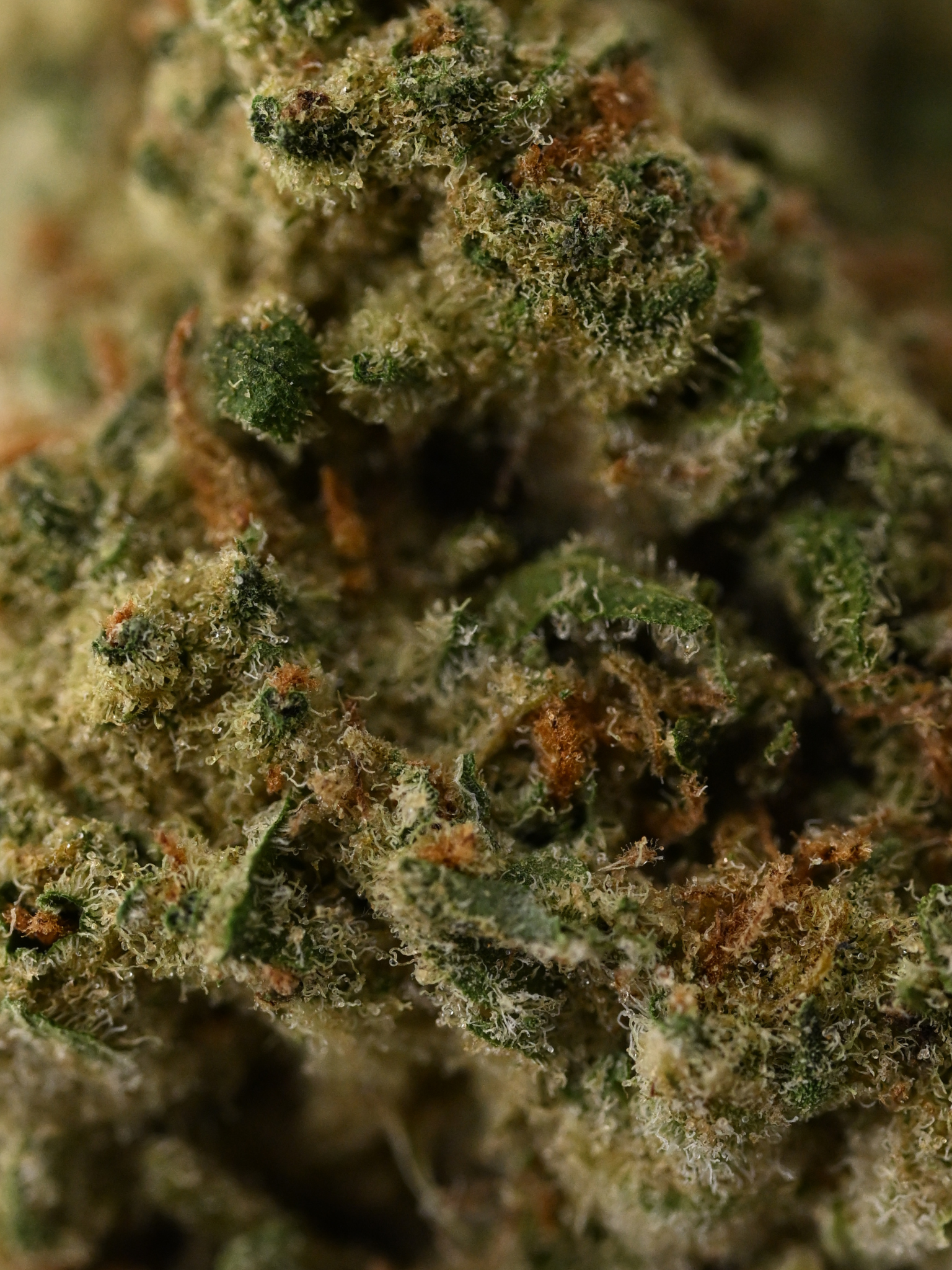 Sherbanger Greenhouse August Cannabis Club THCA Flower