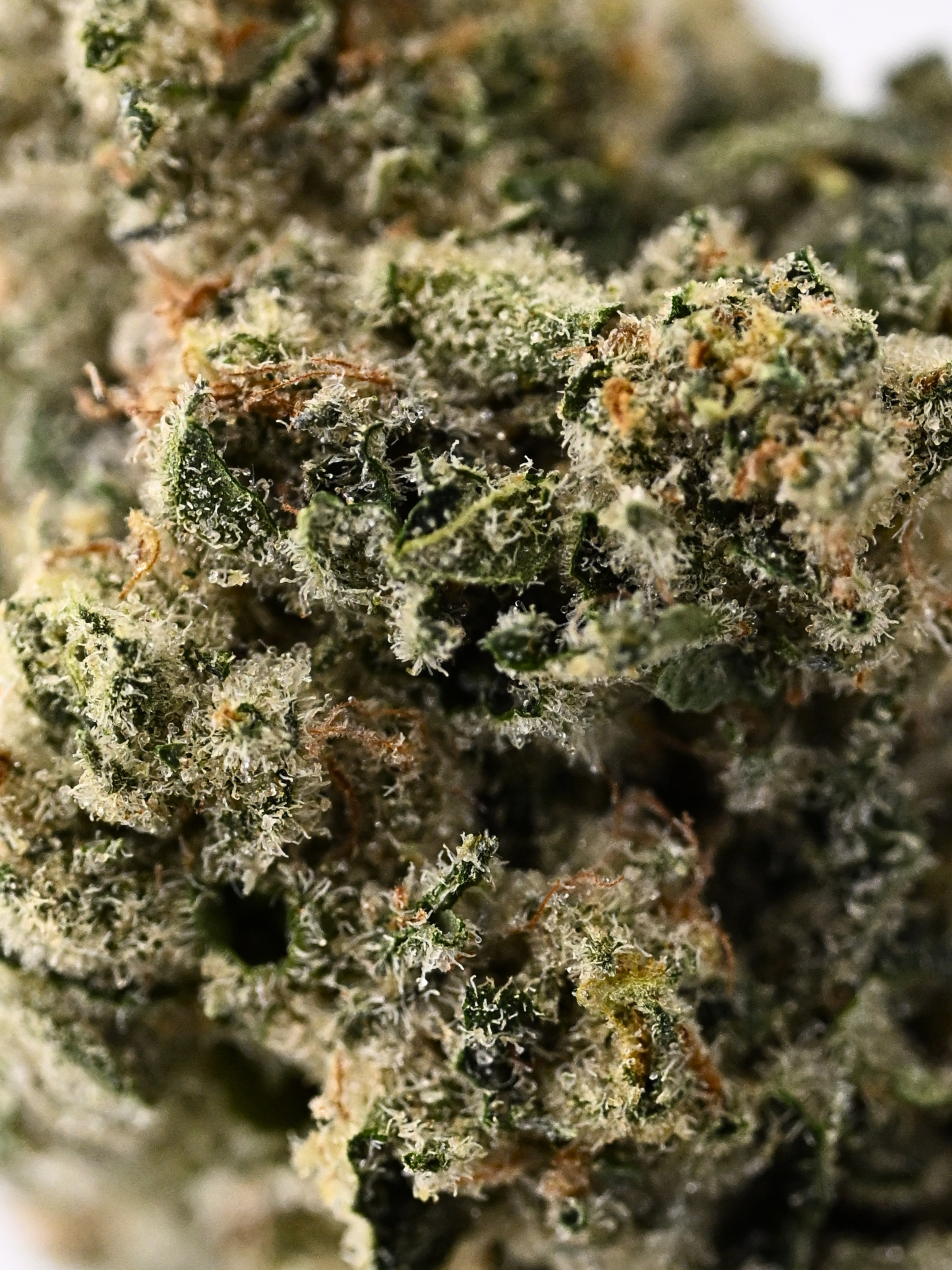 Slapz Indoor Living Soil Hybrid August Cannabis Club THCA Flower