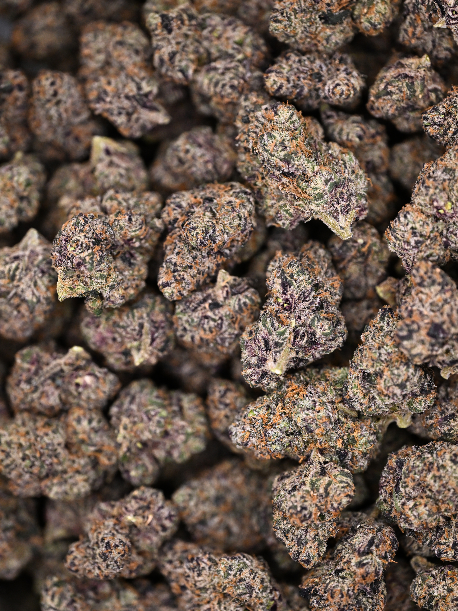 Slurricane August Cannabis Club Indica Living Soil THCA Flower