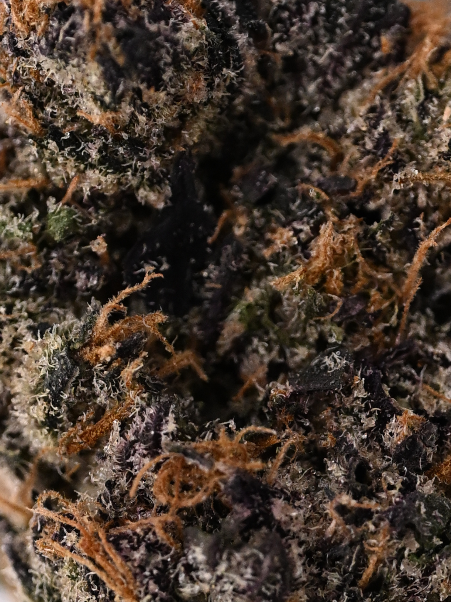 Slurricane August Cannabis Club Indica Living Soil THCA Flower