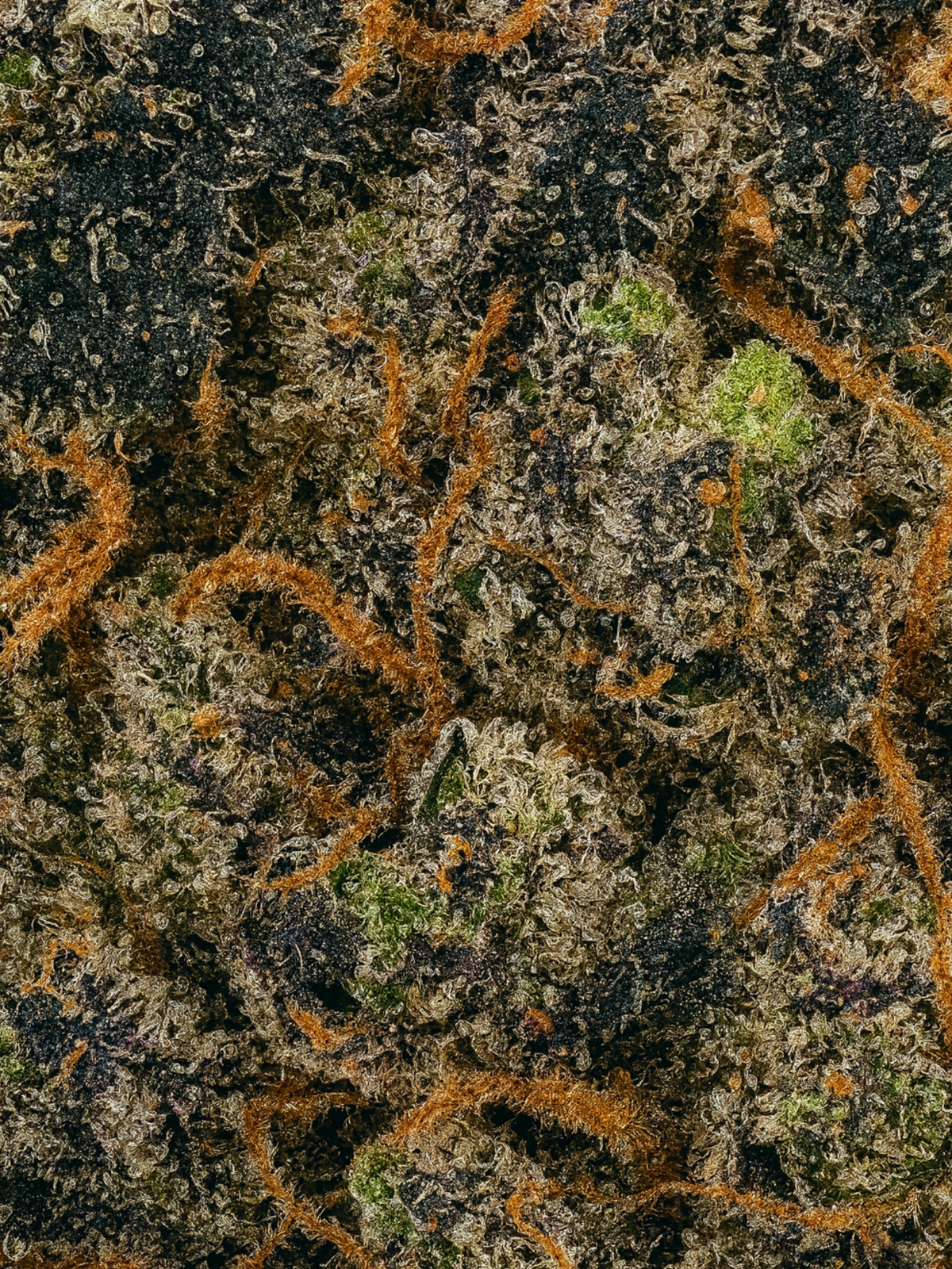 Slurricane August Cannabis Club THCA Exotic Flower Closeup