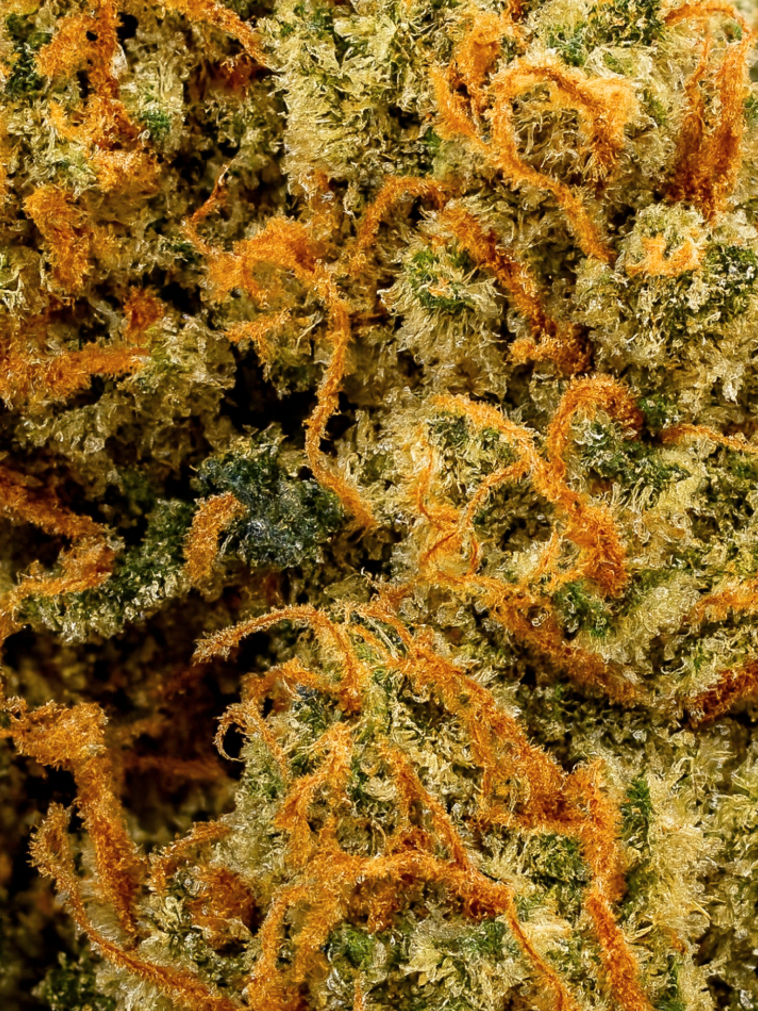 Snow Fire Kush
