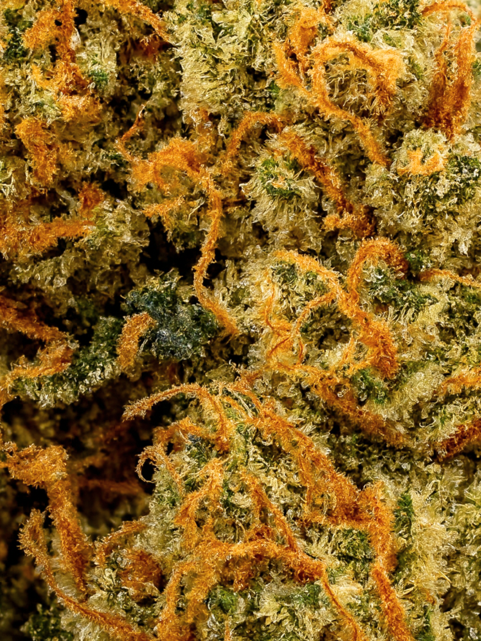 Snow Fire Kush