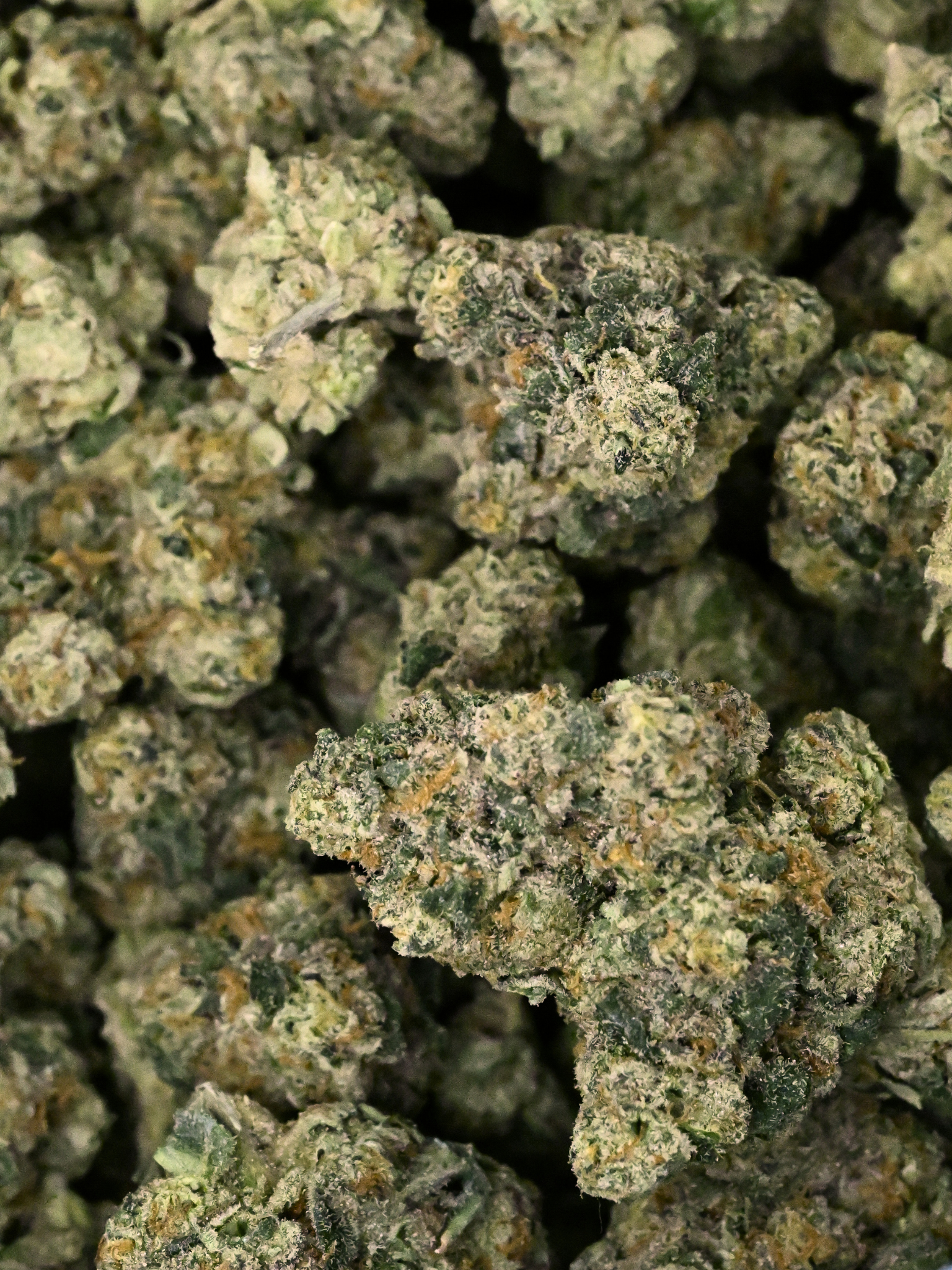 Sour Diesel THCa Indoor Living Soil Flower August Cannabis Club