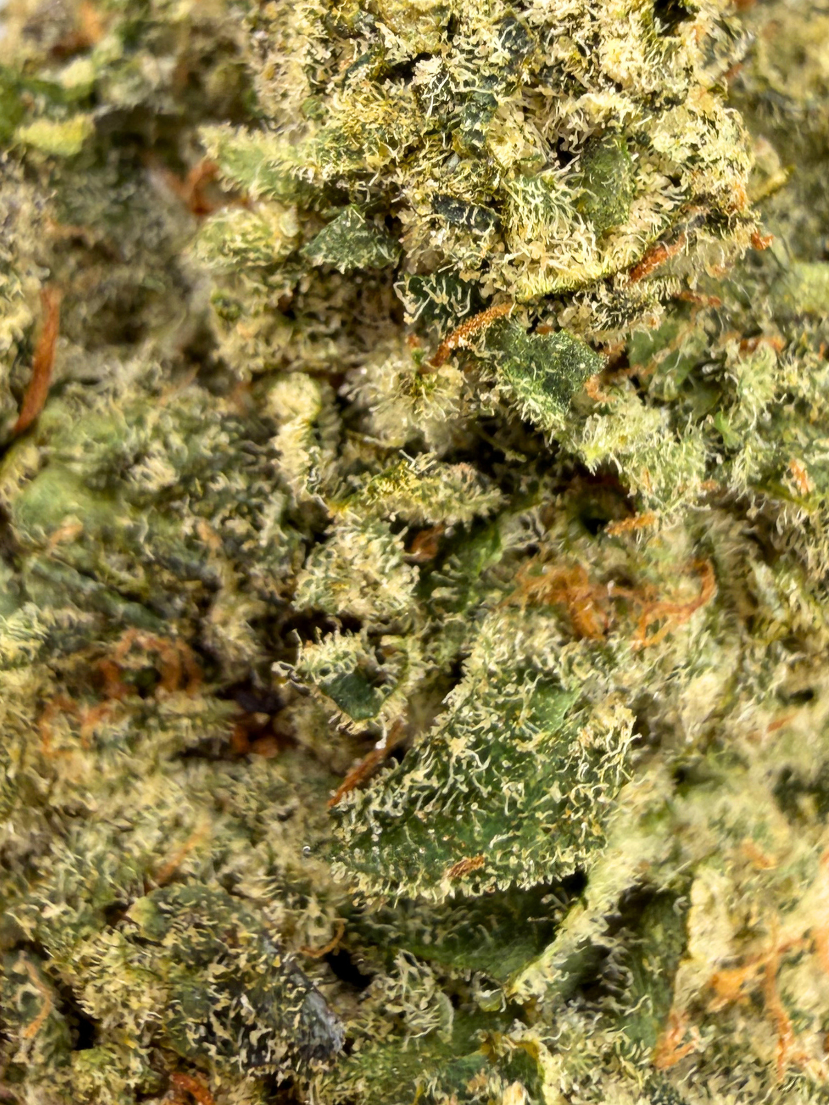Sour Jack Indoor Living Soil THCA Flower | August Cannabis Club