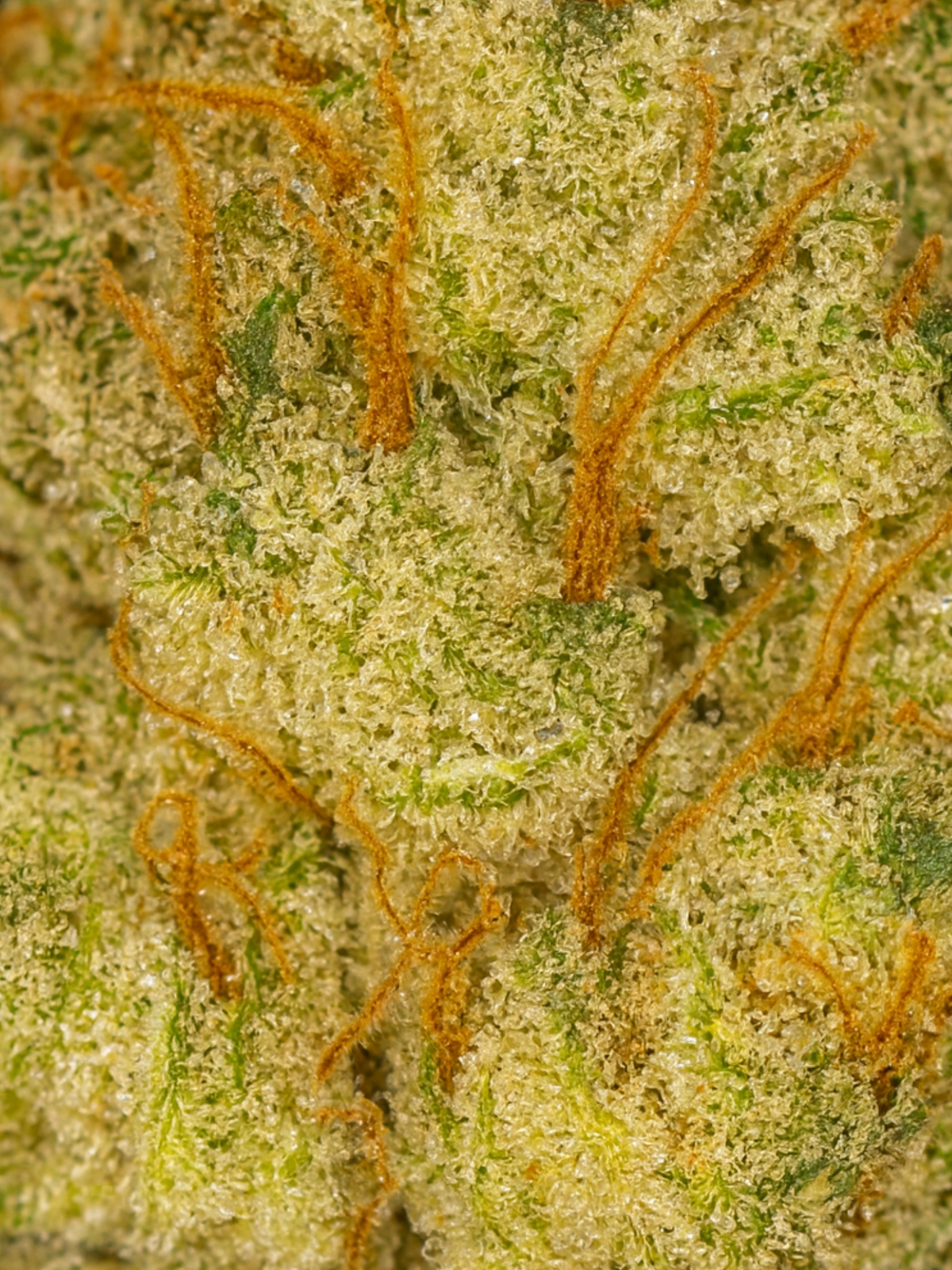 Sour Jack THCA Flower Indoor Smalls August Cannabis Club