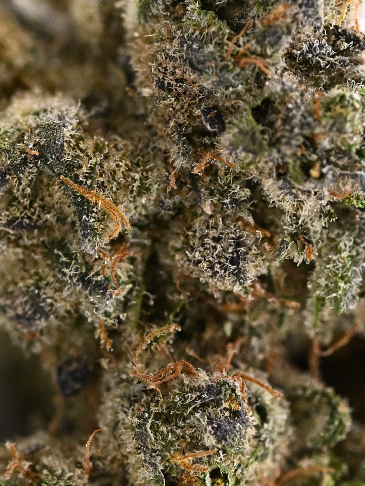 Stankasaurus Indoor Living Soil THCa Flower August Cannabis Club