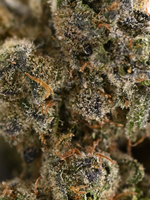Stankasaurus Indoor Living Soil THCa Flower August Cannabis Club
