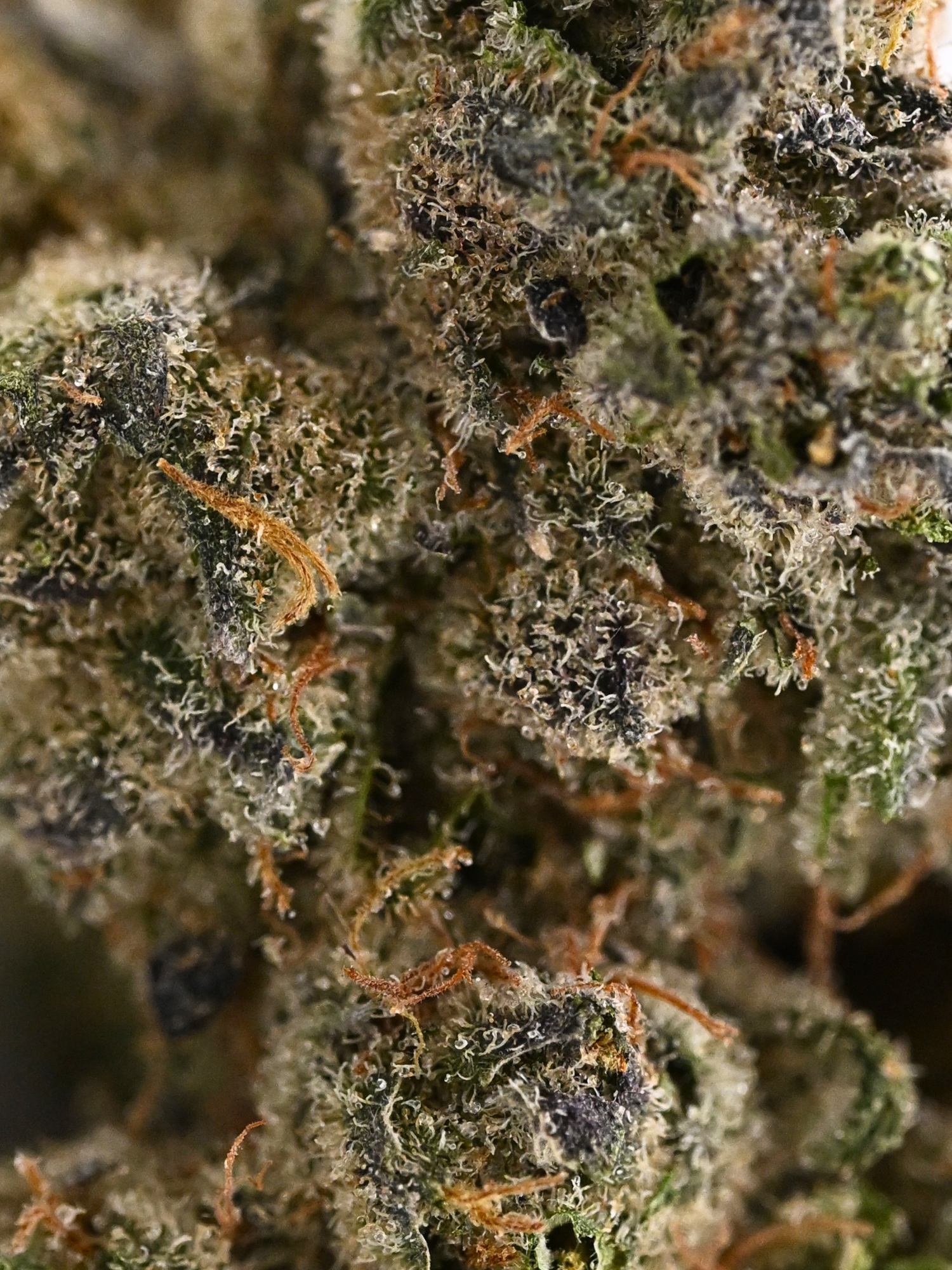 Stankasaurus Indoor Living Soil THCa Flower August Cannabis Club
