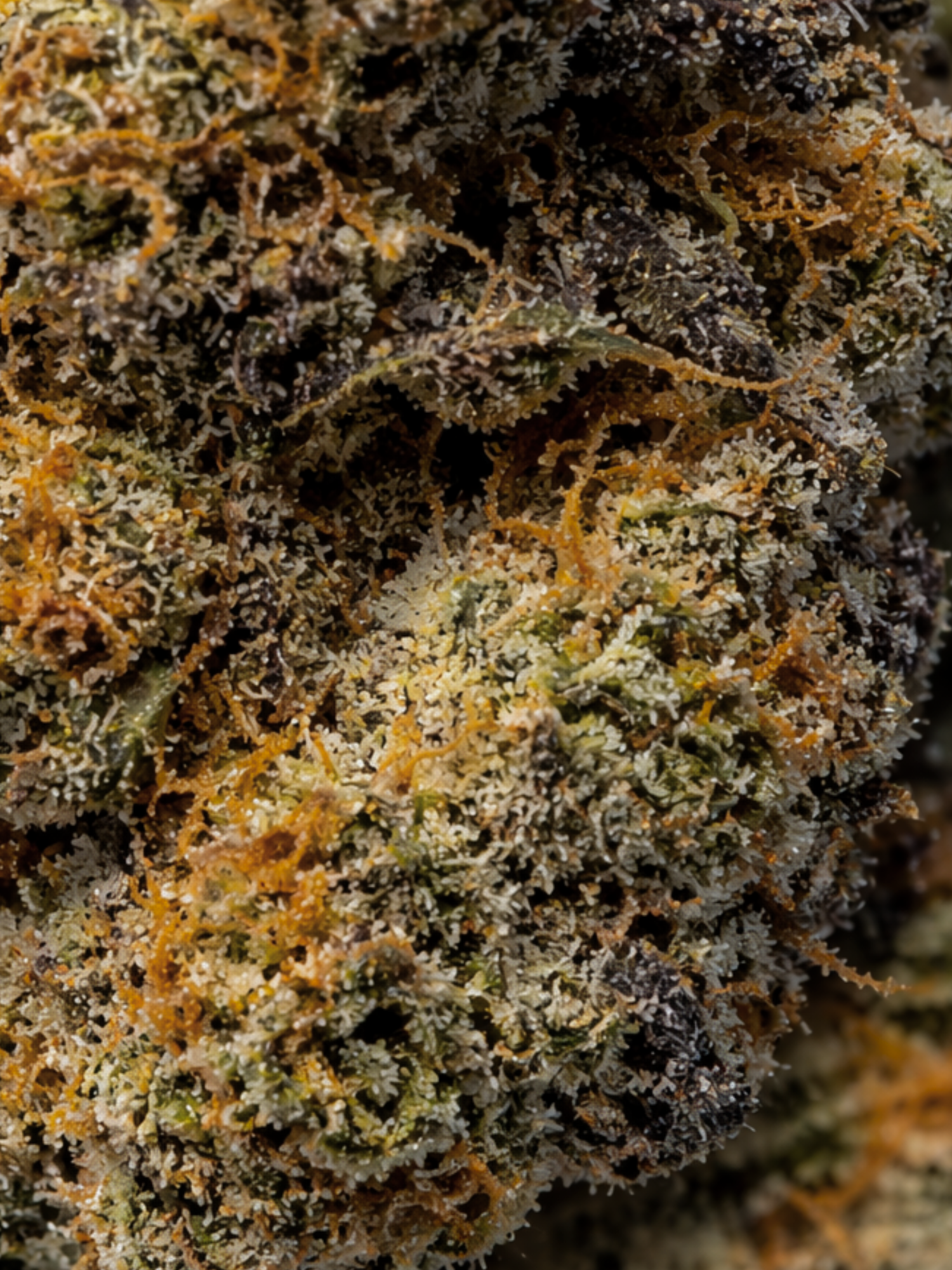 Super Glue Close Up August Cannabis Club THCA Flower