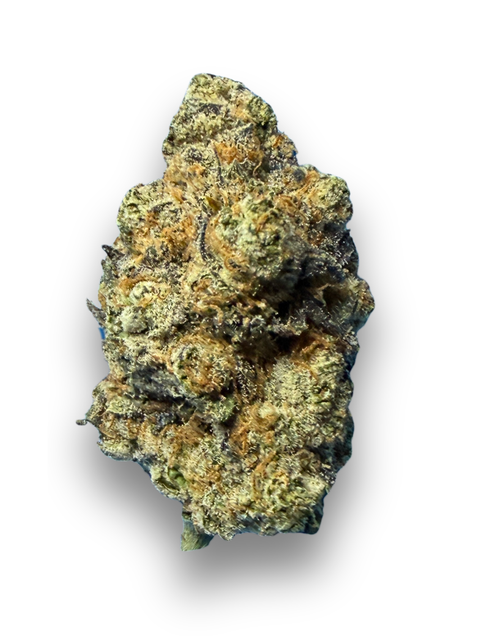 Super Glue Close Up August Cannabis Club THCA Flower