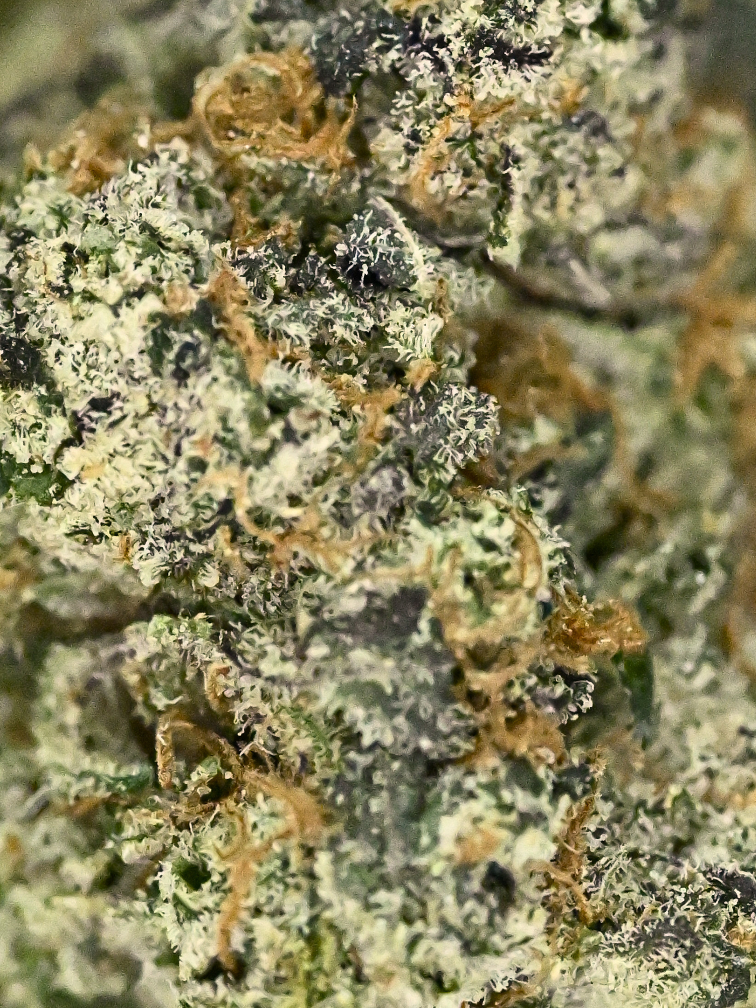 Super Glue THCa Flower Living Soil August Cannabis Club