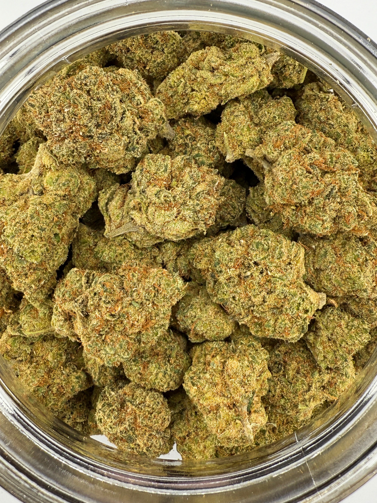 Super Silver Haze THCa Flower August Cannabis Club Indoor Living Soil