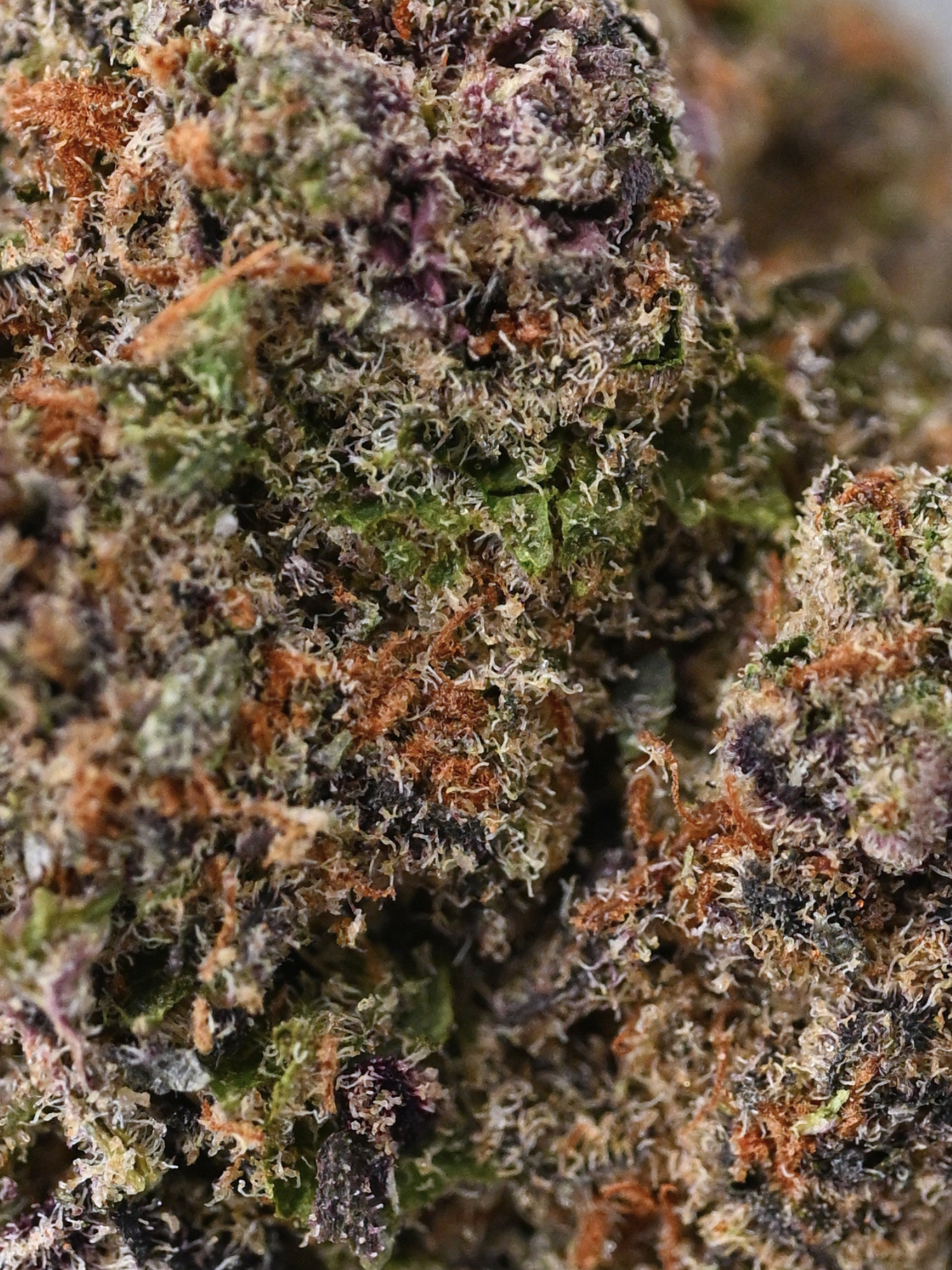 Sweet Cherry Pie August Cannabis Club THCA Flower Living Soil