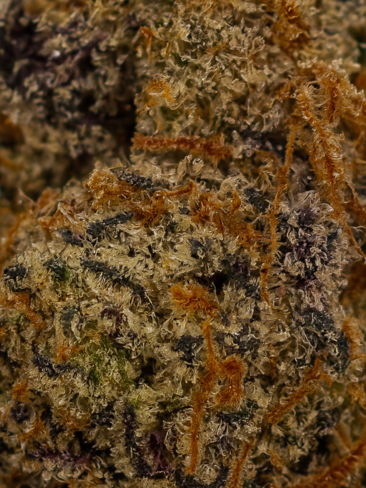 Purple Panty Dropper THCA Flower August Cannabis Club