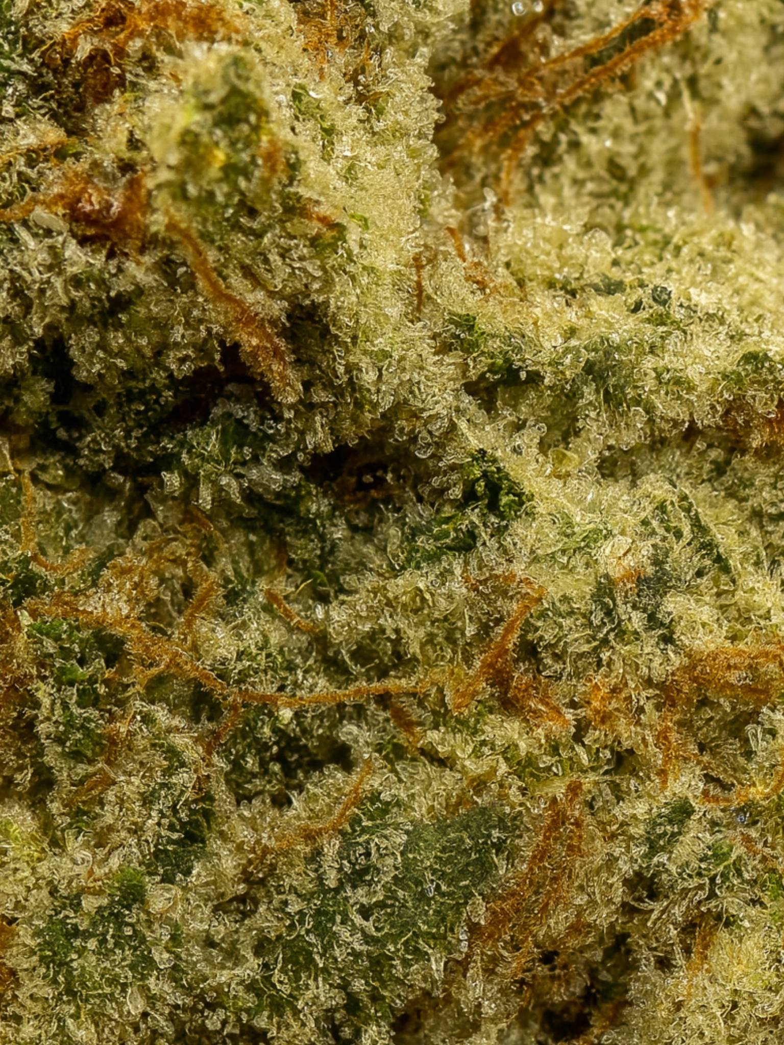 Tangerine Dream THCA Flower August Cannabis Club