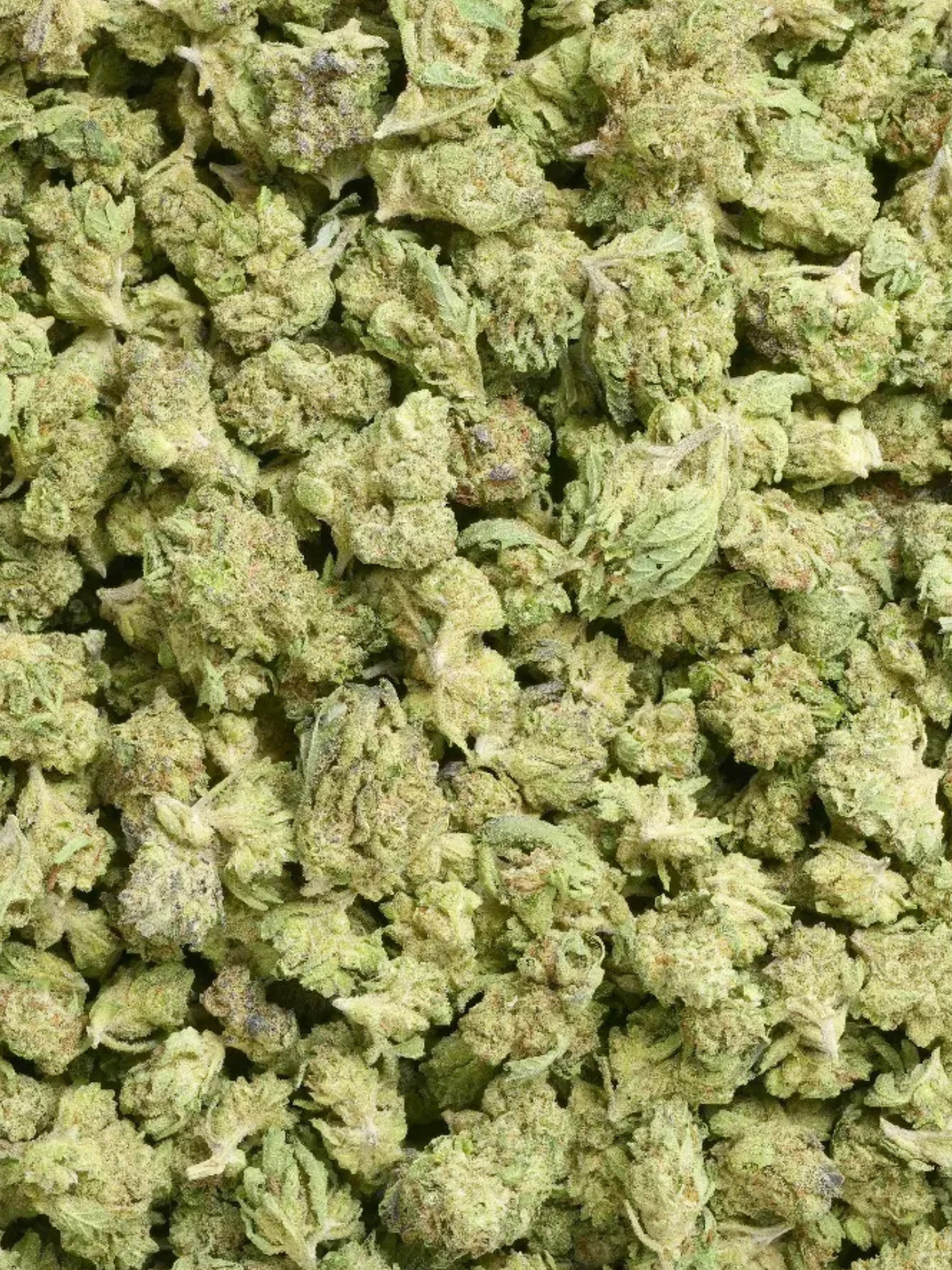 Thin Mint - Greenhouse Smalls