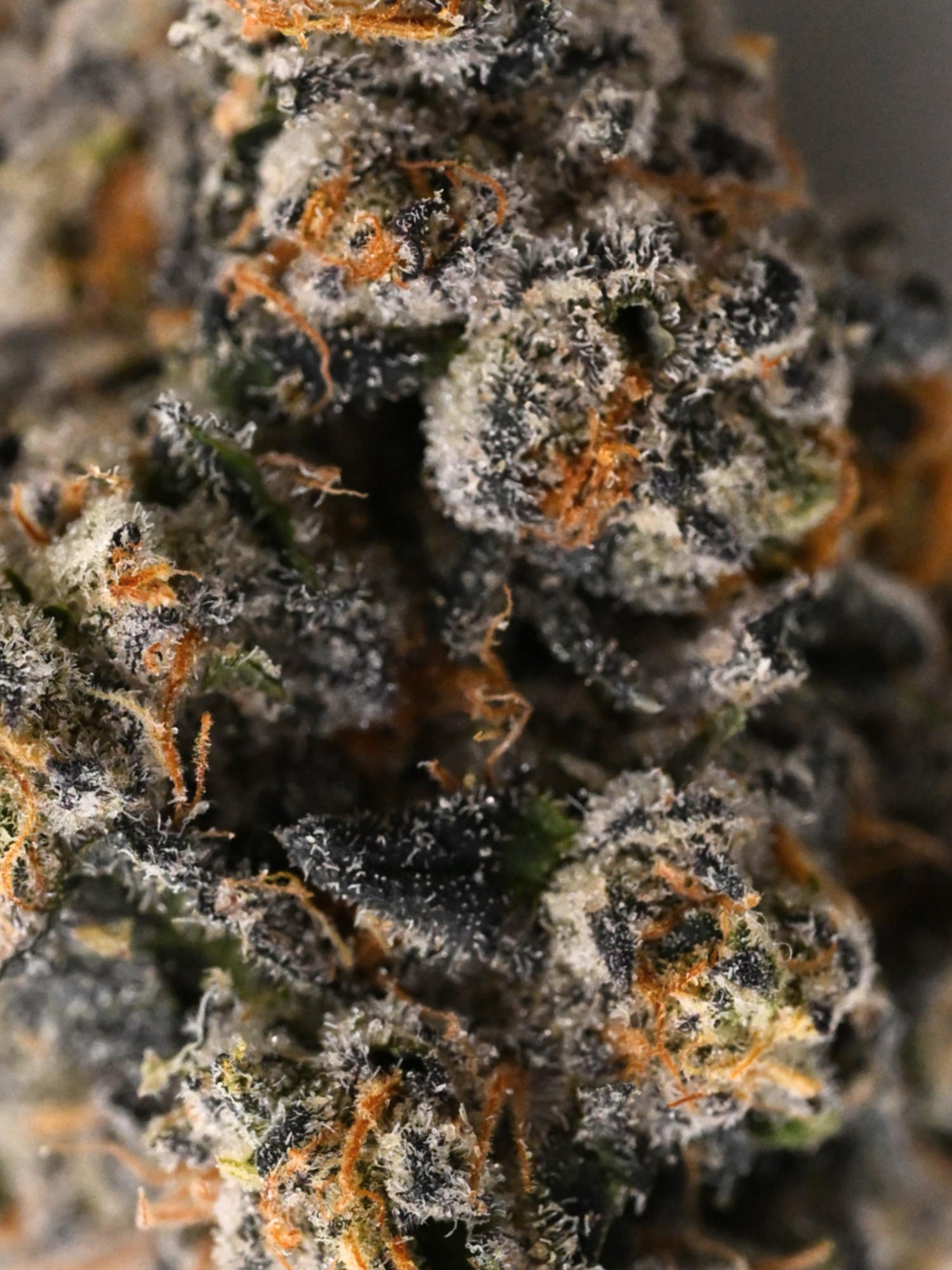 Toad Venom Indoor Living Soil THCa Flower August Cannabis Club Closeup of Trichromes