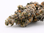 Toad Venom Indoor Living Soil THCa Flower August Cannabis Club