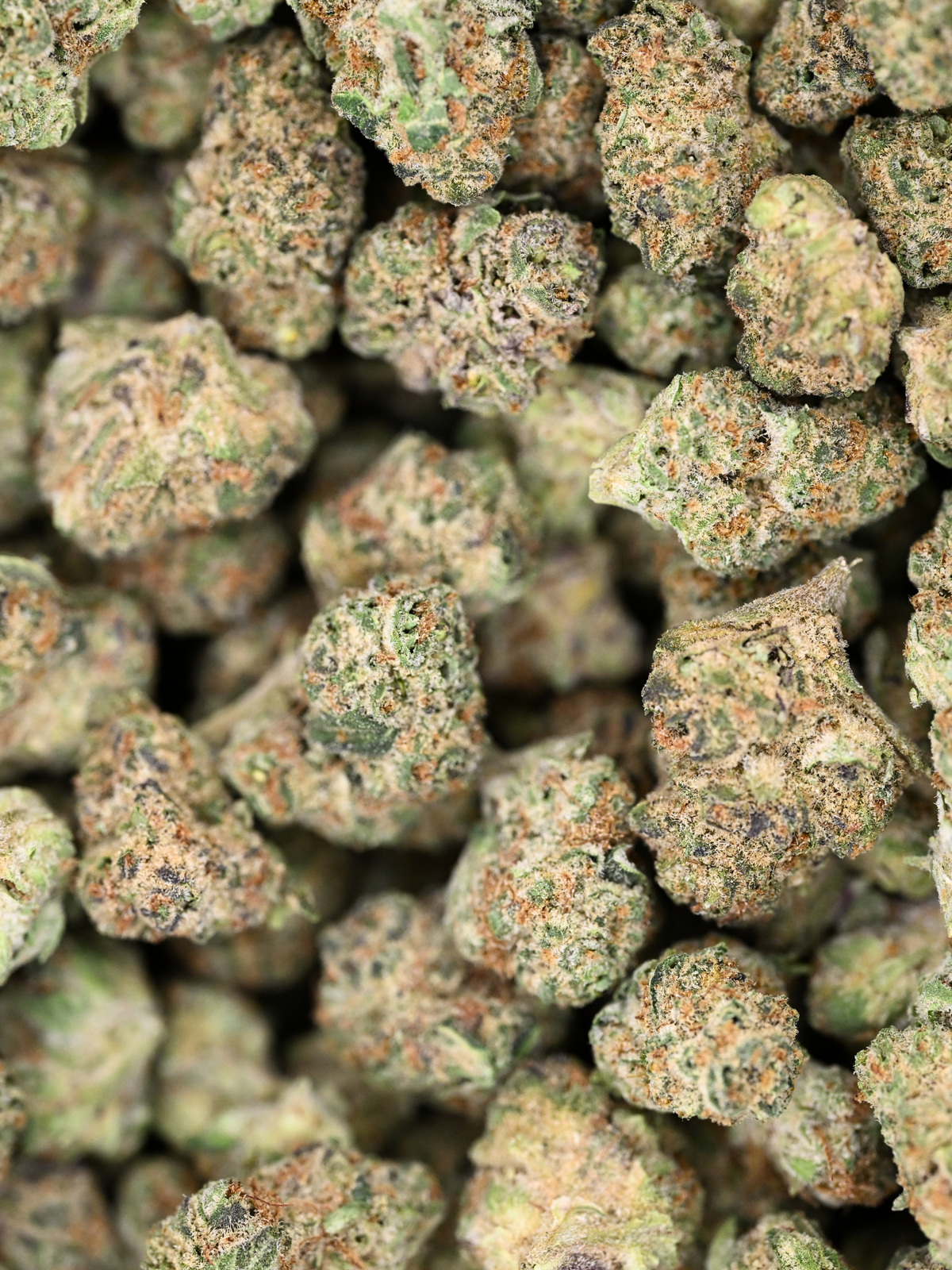 Top Gun hybrid exotic smalls showing crystal trichomes and bright orange hairs | August Cannabis Club