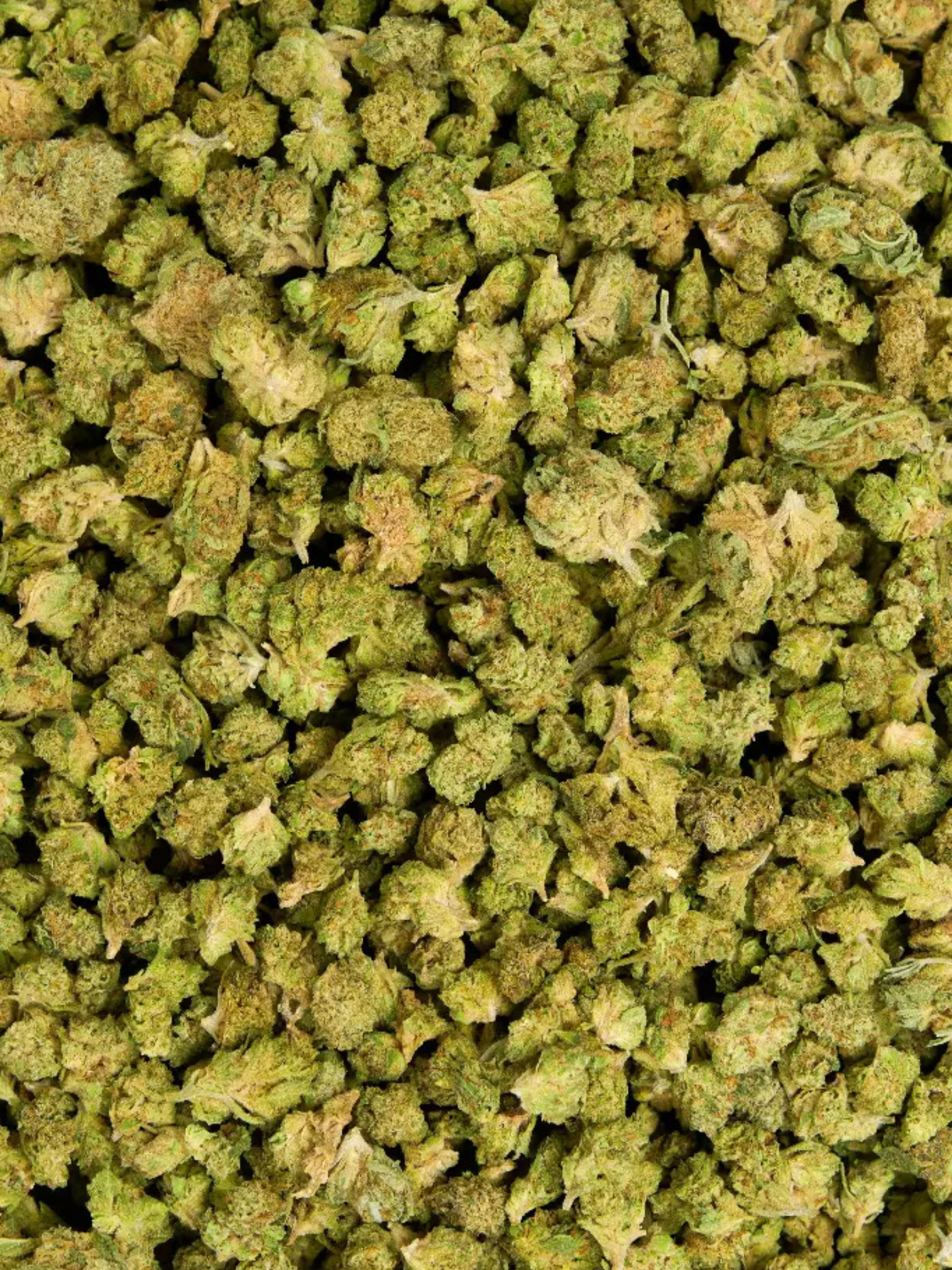 Close-up of Turtle Pie THCa Greenhouse Smalls showing crystal trichomes and bright orange hairs | August Cannabis Club