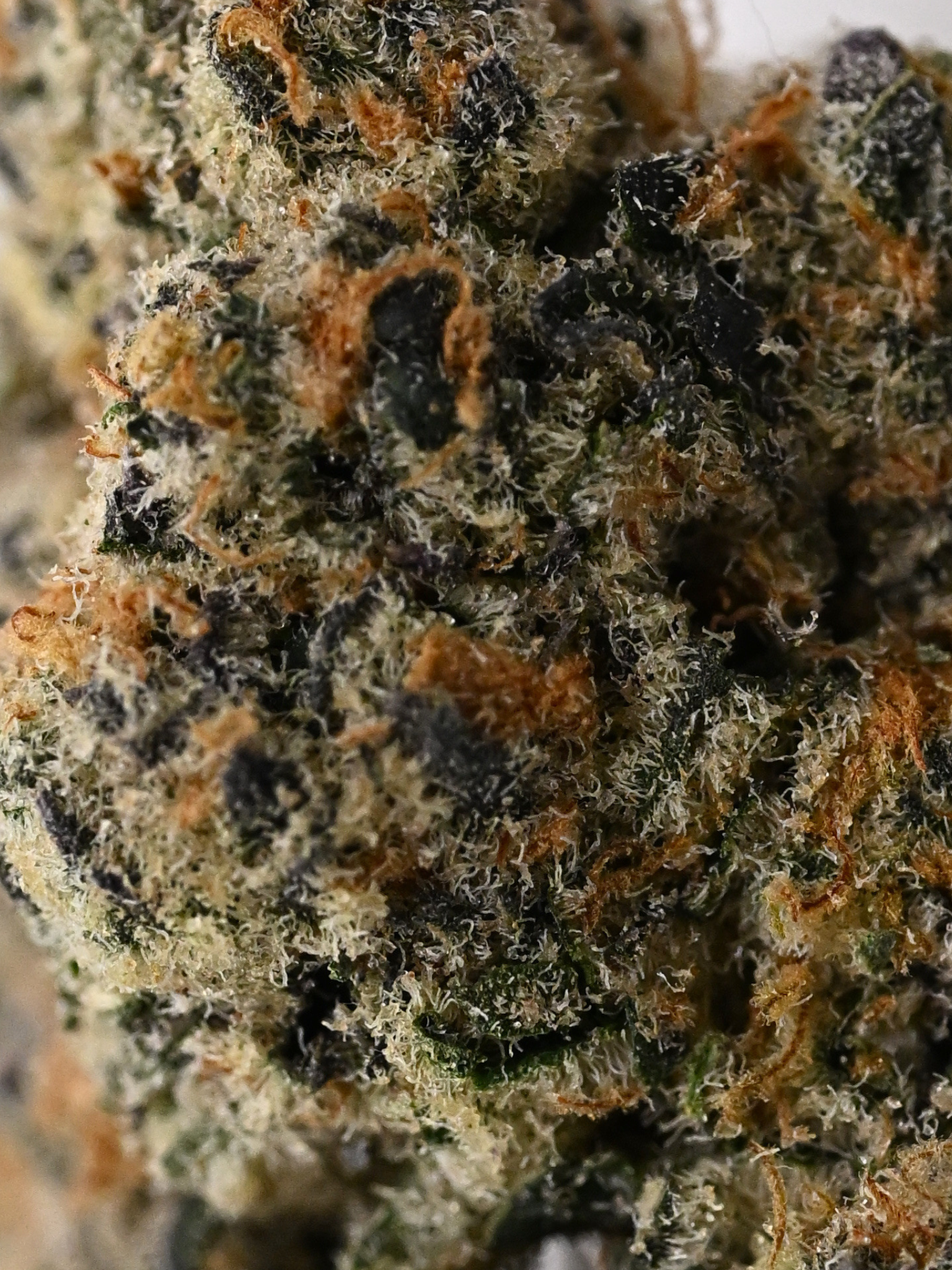 Close-up of Uncle Snoop THCa Flower showing purple buds and crystal trichomes and bright orange hairs | August Cannabis Club