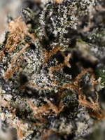 Close-up of Velvet Skunk THCa flower with frosty purple buds, orange pistils, and dense trichome coverage | August Cannabis Club
