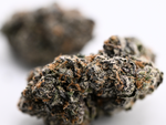 Velvet Skunk THCa flower with frosty purple buds, orange pistils, and dense trichome coverage | August Cannabis Club