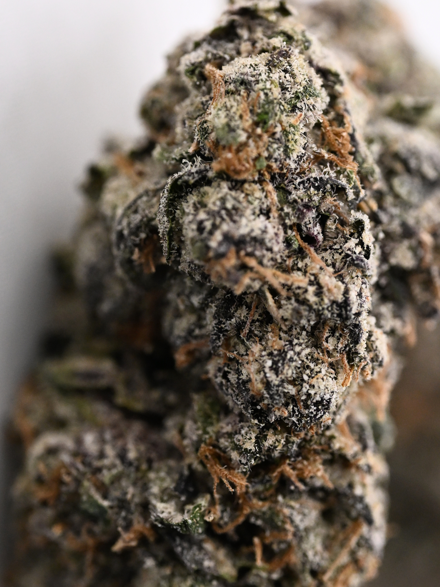 Velvet Skunk THCa flower with frosty purple buds, orange pistils, and dense trichome coverage | August Cannabis Club
