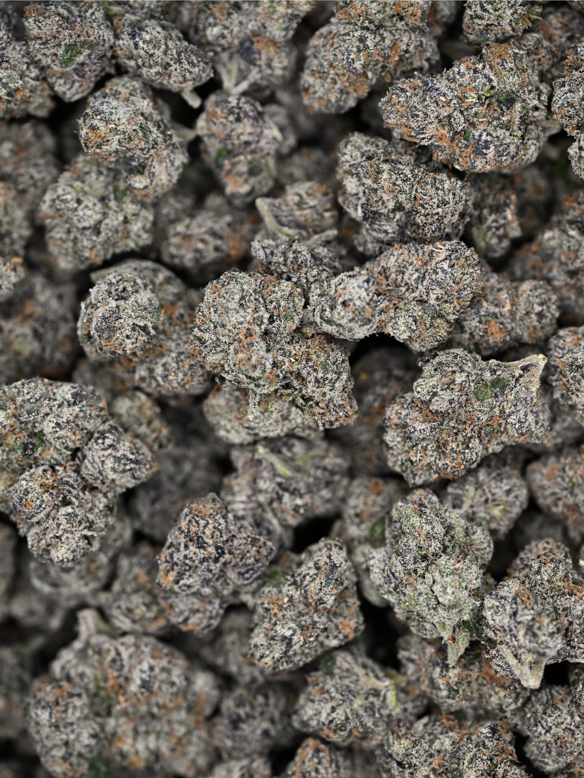 Velvet Skunk THCa flower with frosty purple buds, orange pistils, and dense trichome coverage | August Cannabis Club