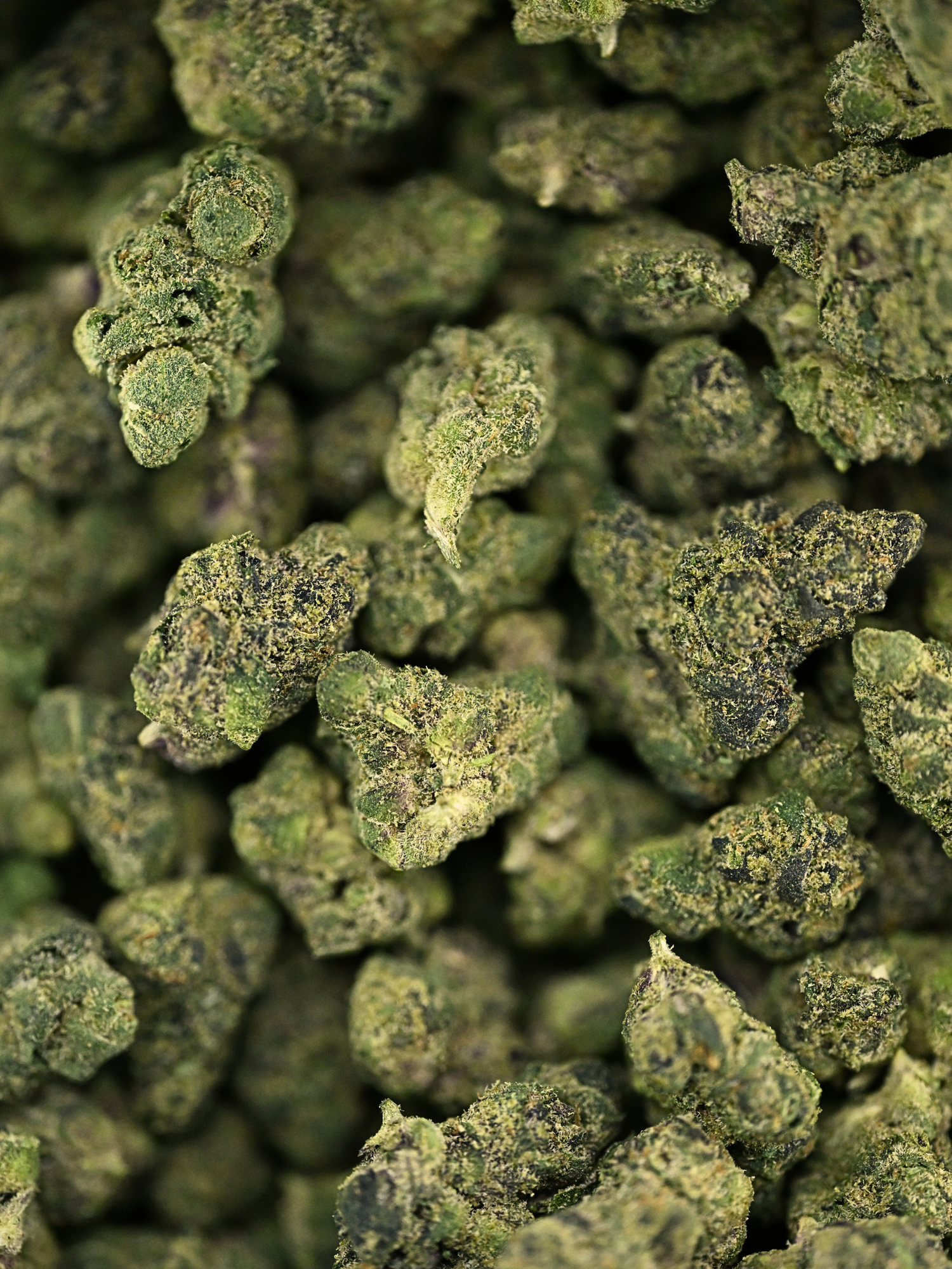 Vice City Runtz - Exotic Smalls