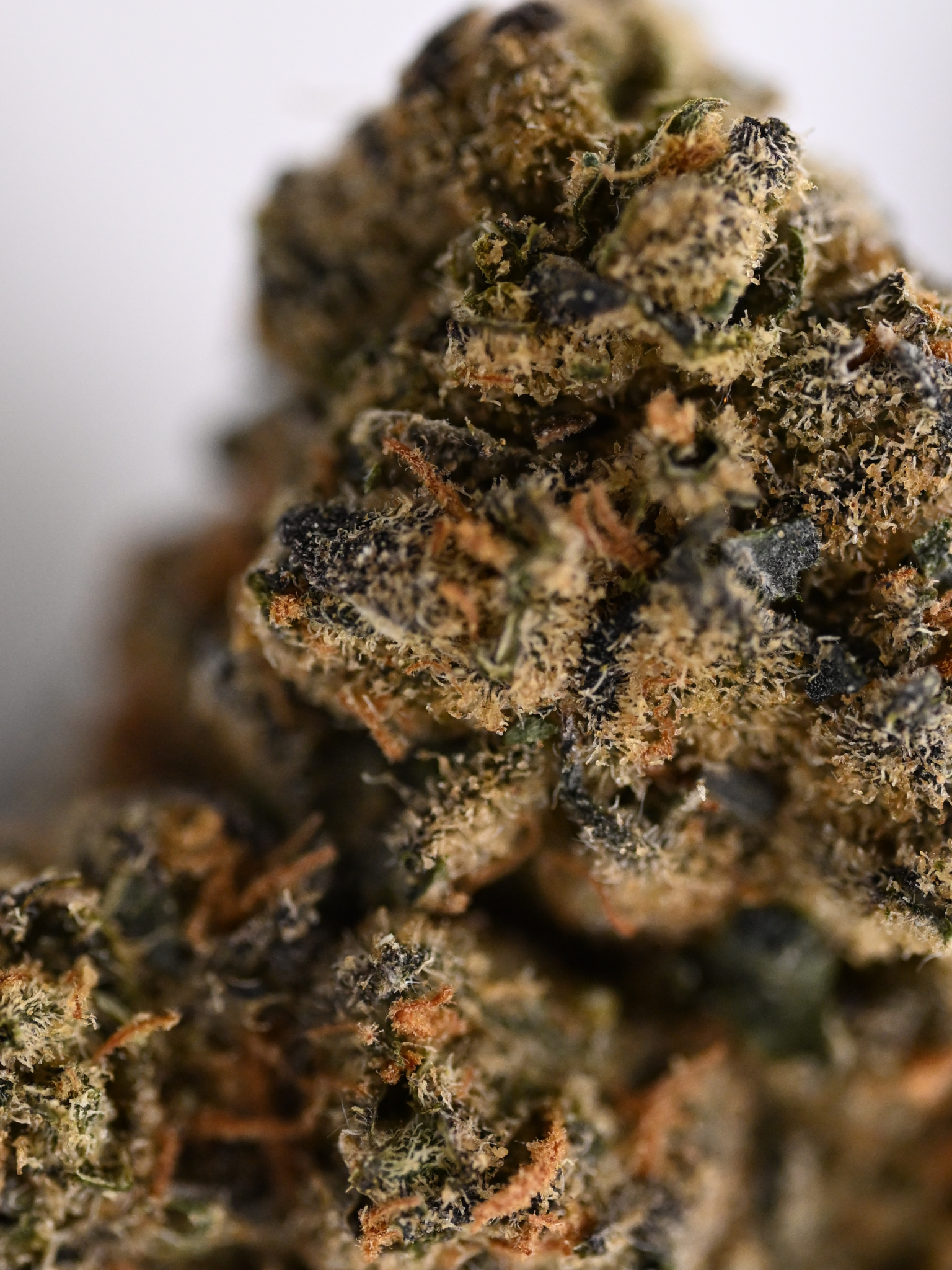 White Russian x Malawi August Cannabis Club Greenhouse Living Soil Flower