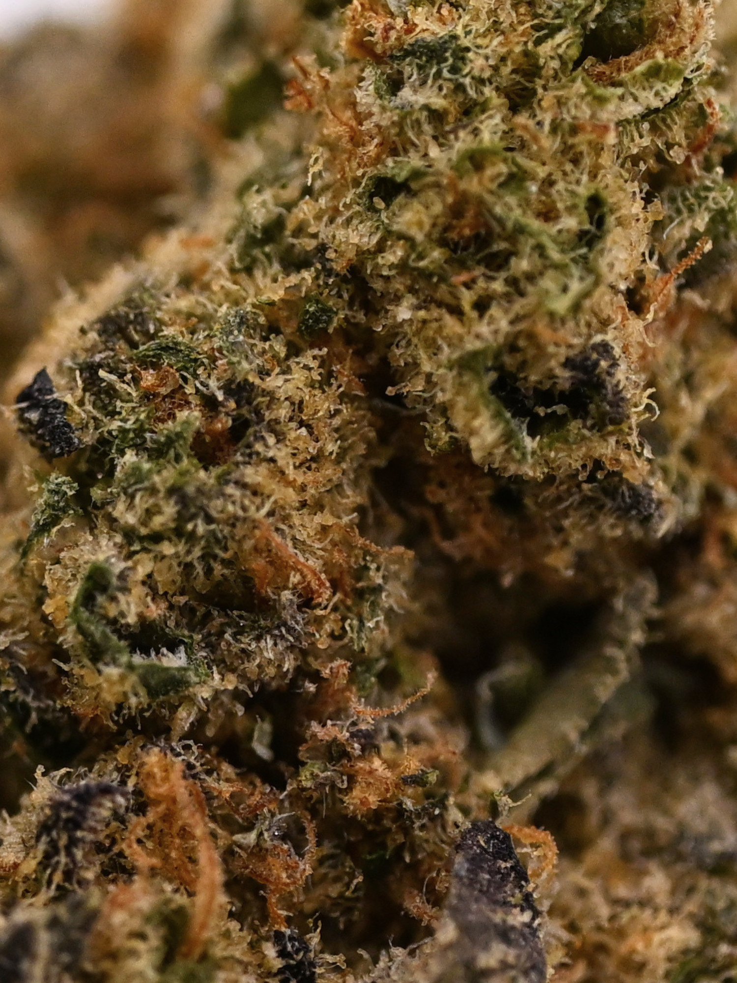 White Russian x Malawi August Cannabis Club Greenhouse Living Soil Flower