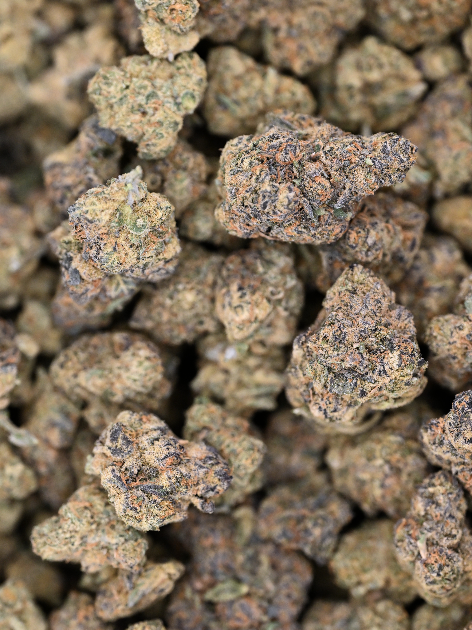 White Russian x Malawi August Cannabis Club Greenhouse Living Soil Flower