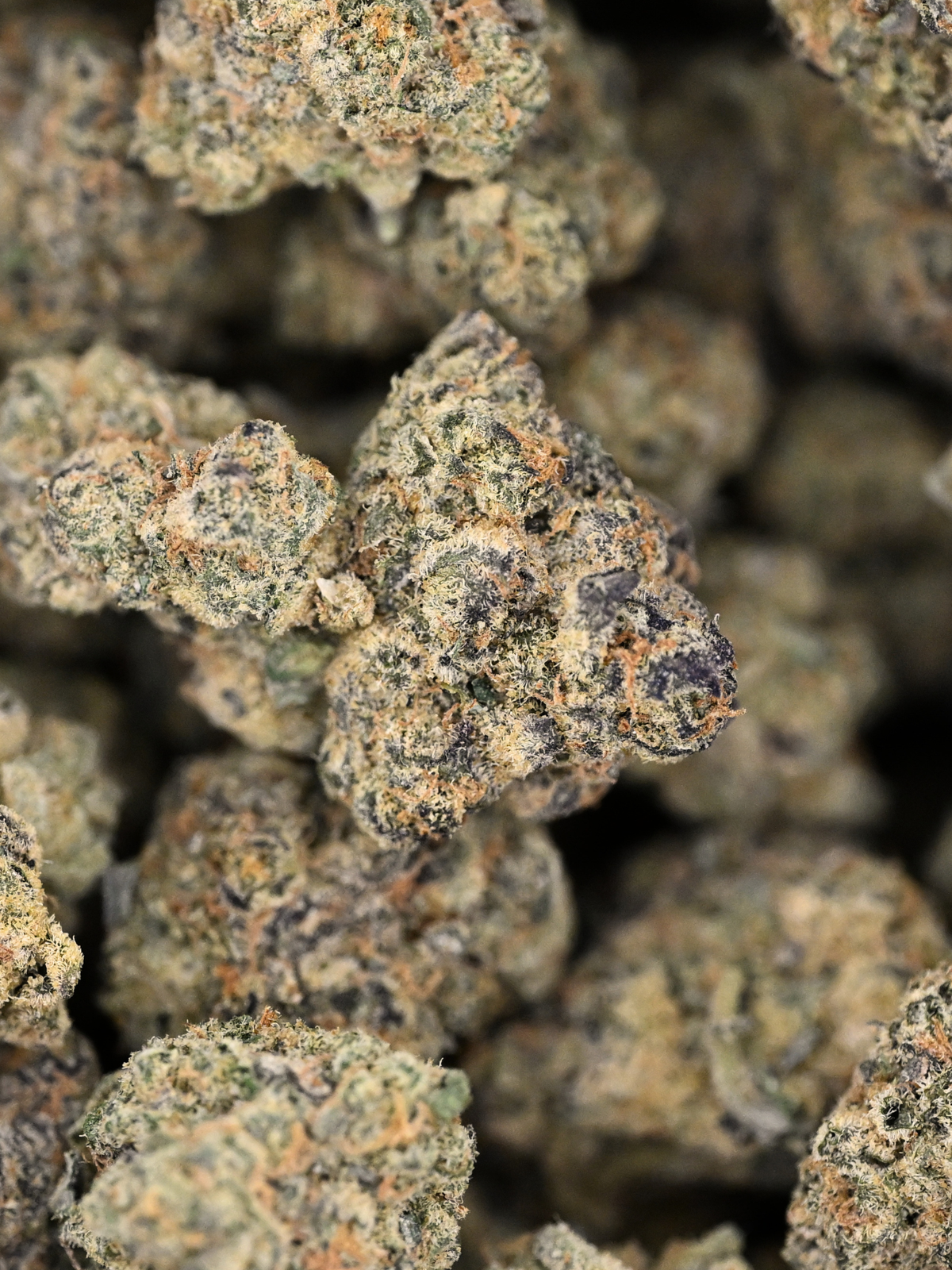 White Russian x Malawi August Cannabis Club Greenhouse Living Soil Flower